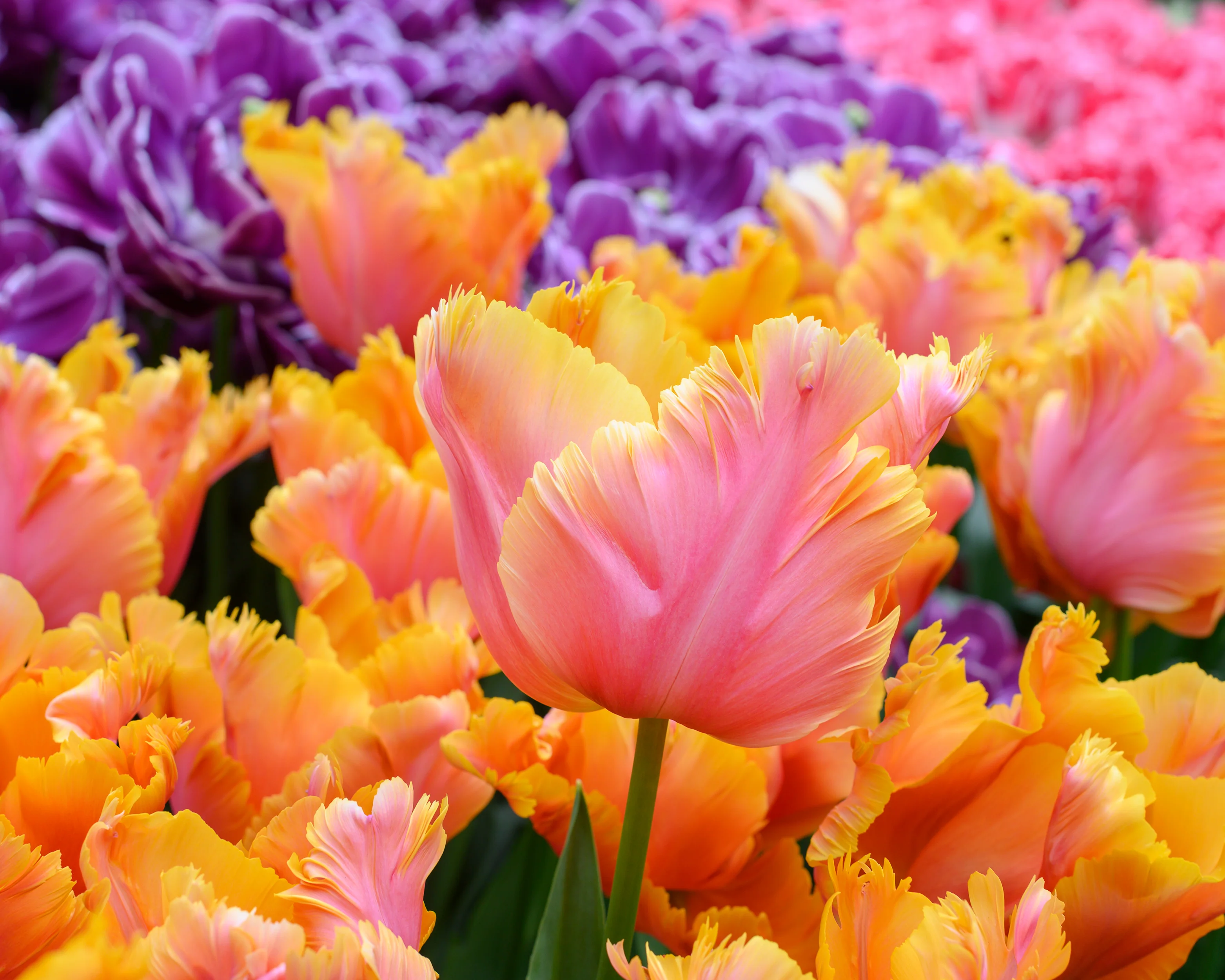 Tulip 'Amazing Parrot' - Image 3