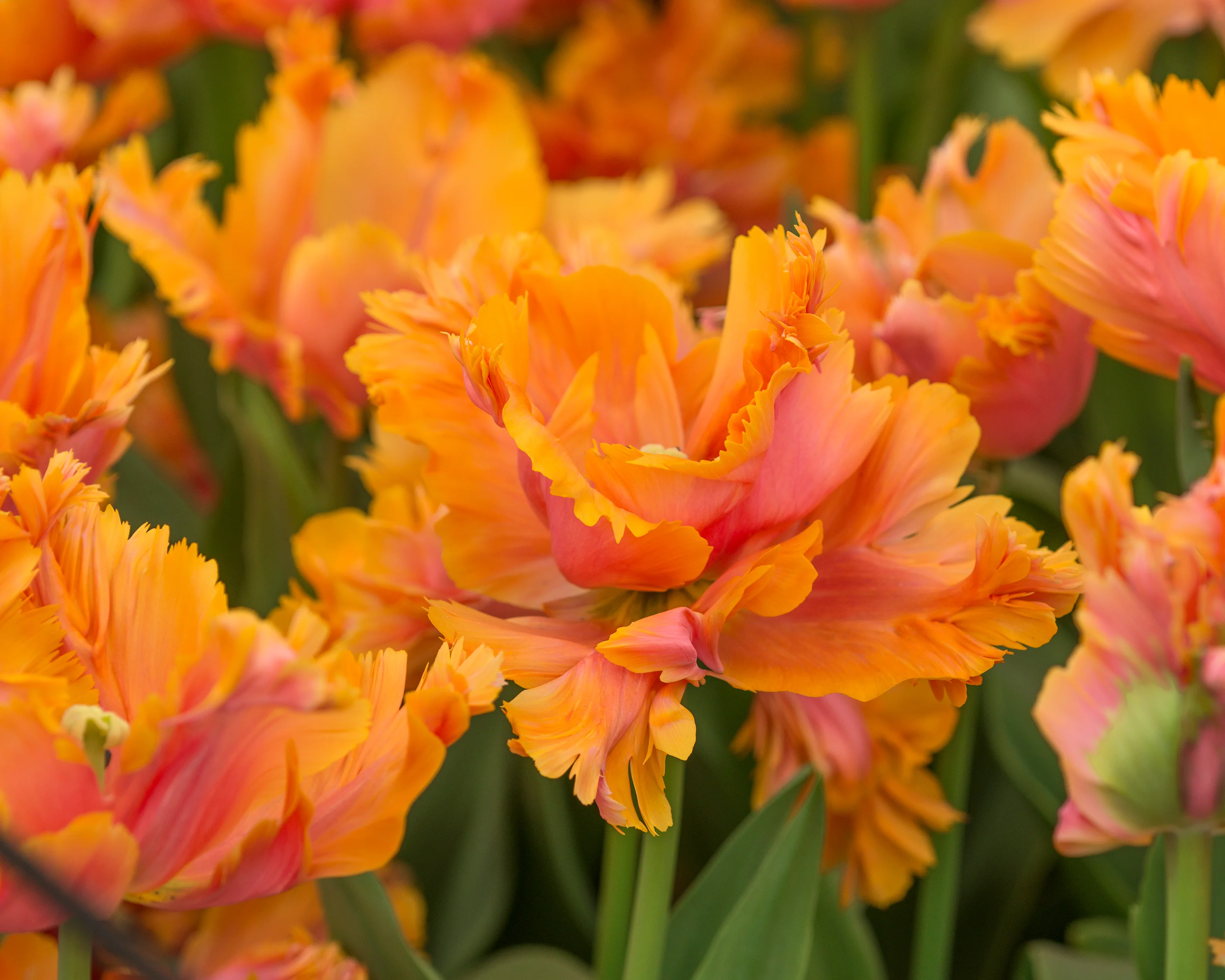 Tulip 'Amazing Parrot' - Image 4