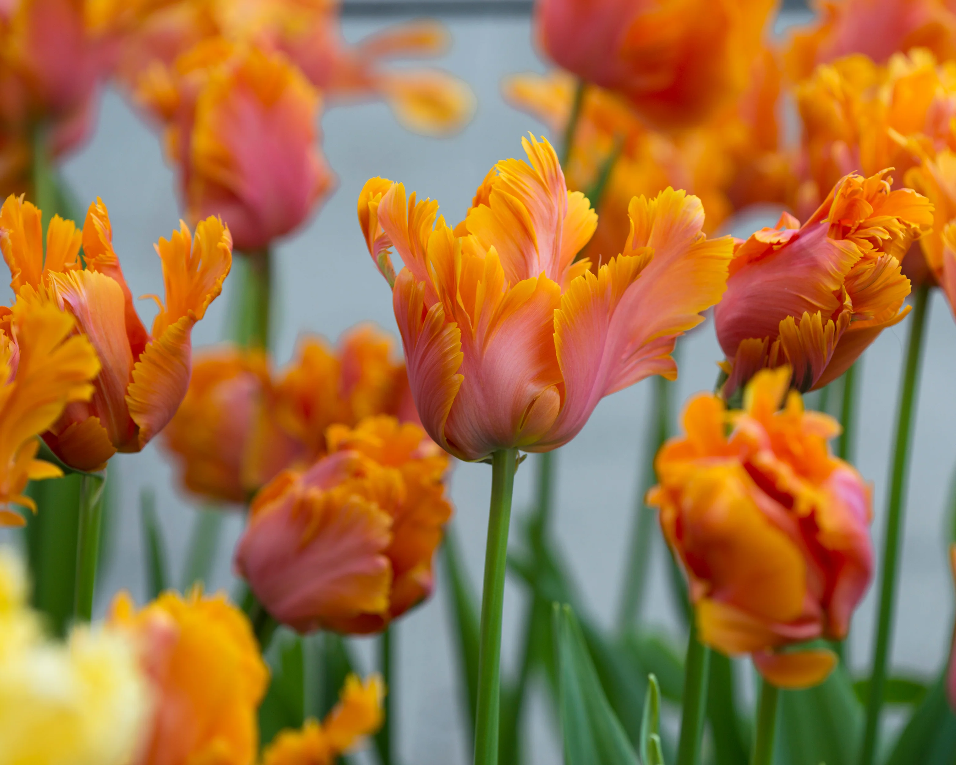 Tulip 'Amazing Parrot' - Image 5