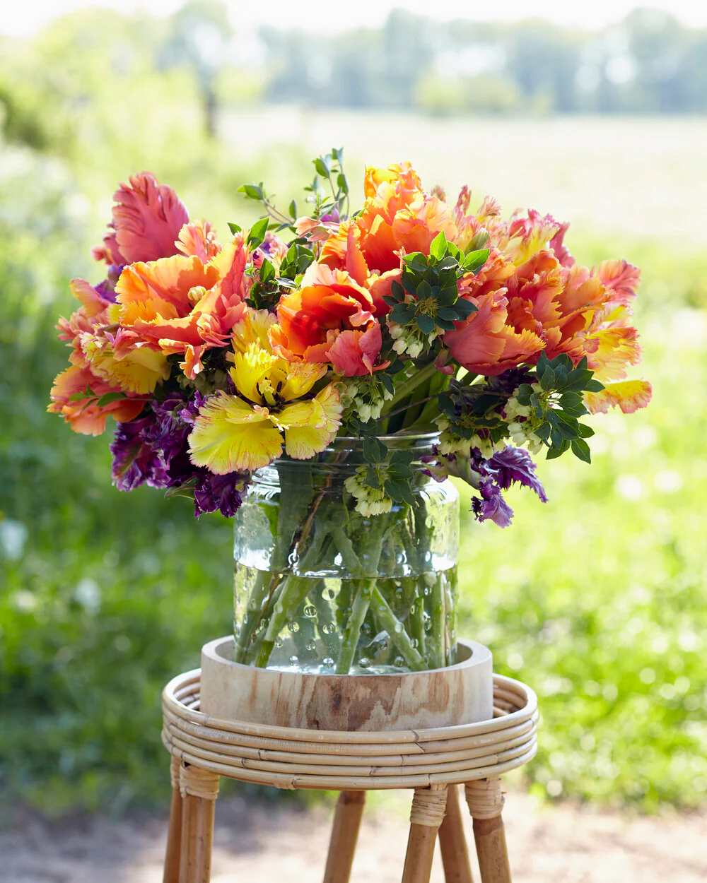 Tulip 'Amazing Parrot' - Image 6