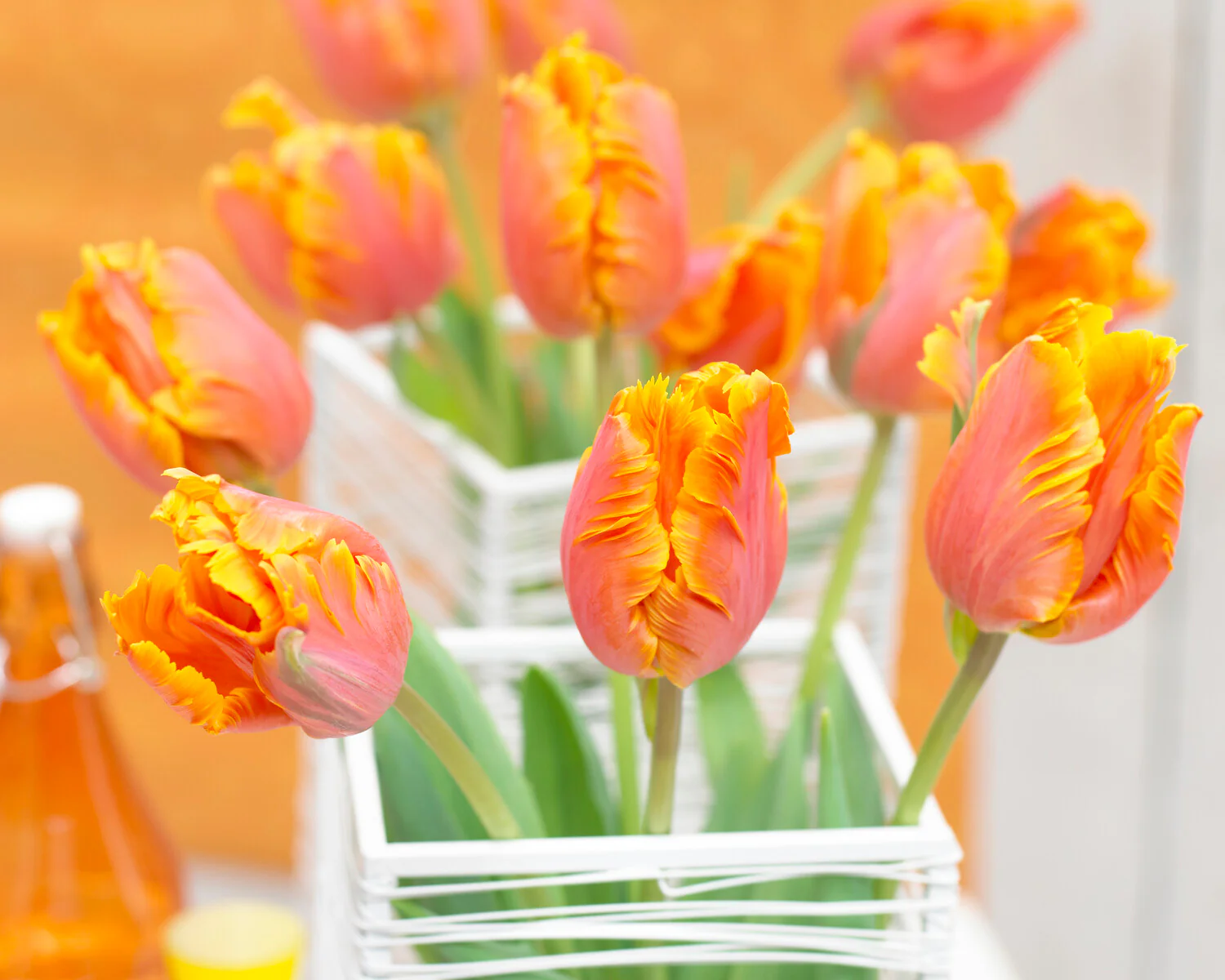 Tulip 'Amazing Parrot' - Image 7