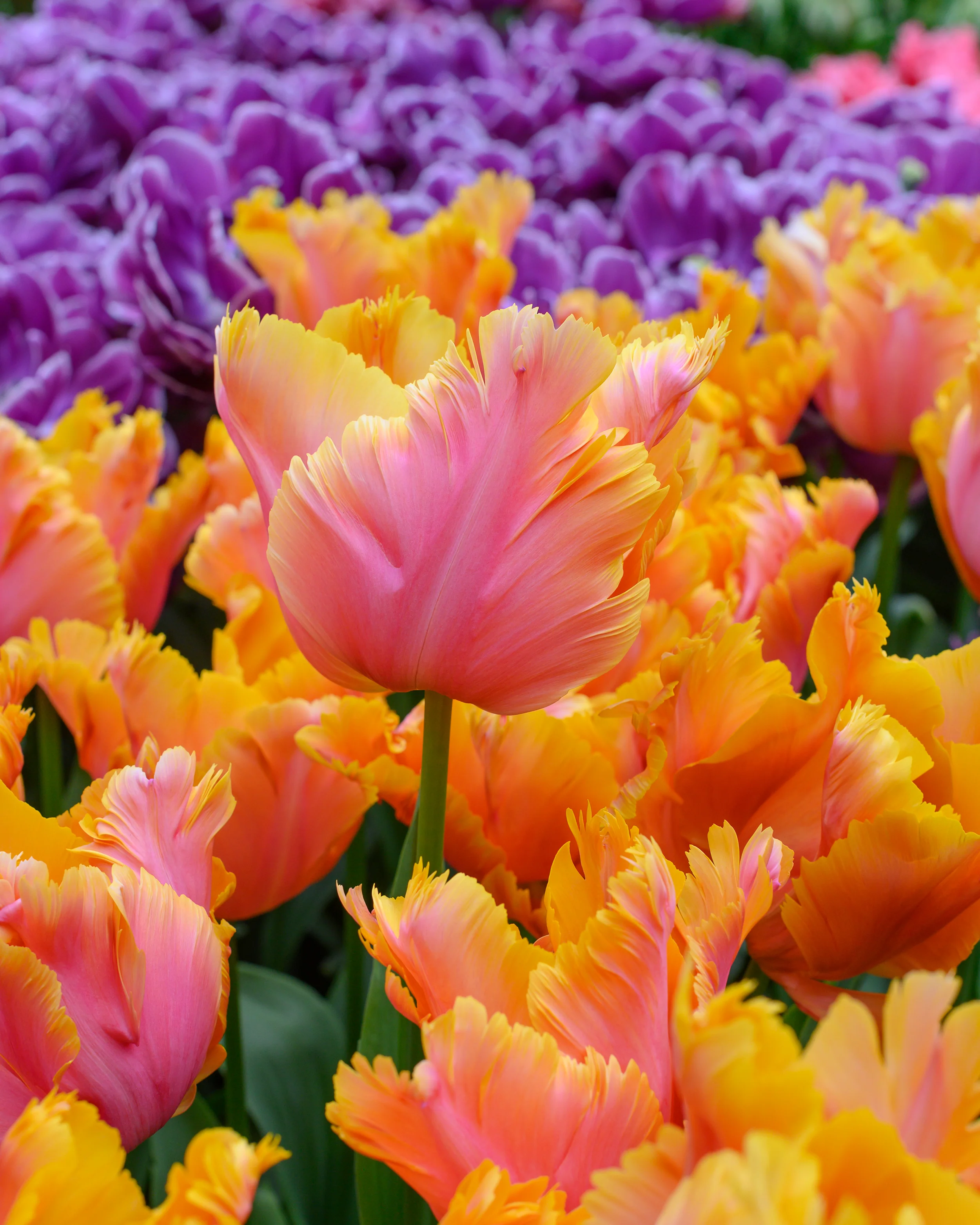 Tulip 'Amazing Parrot' - Image 8