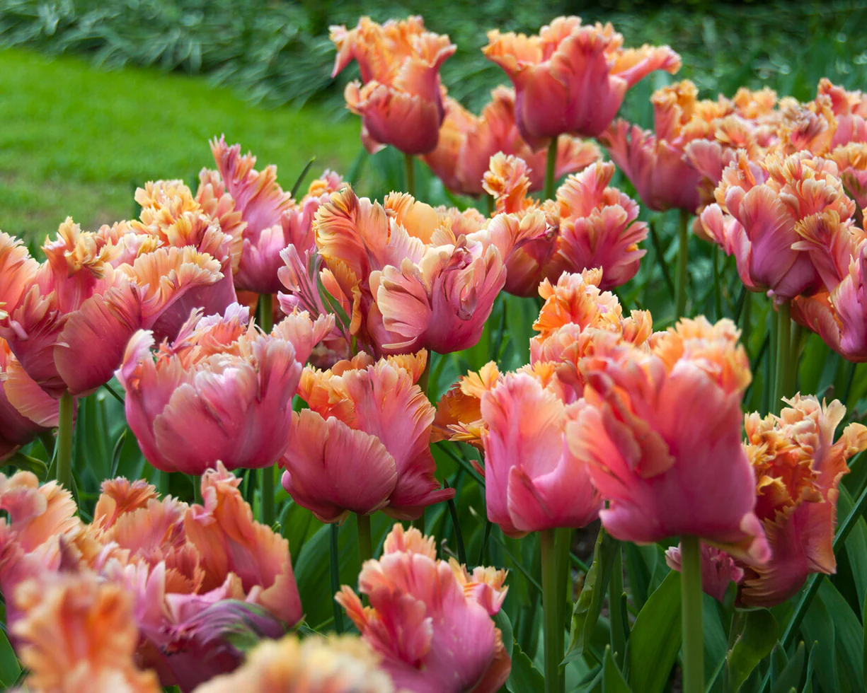 Tulip 'Amazing Parrot' - Image 9