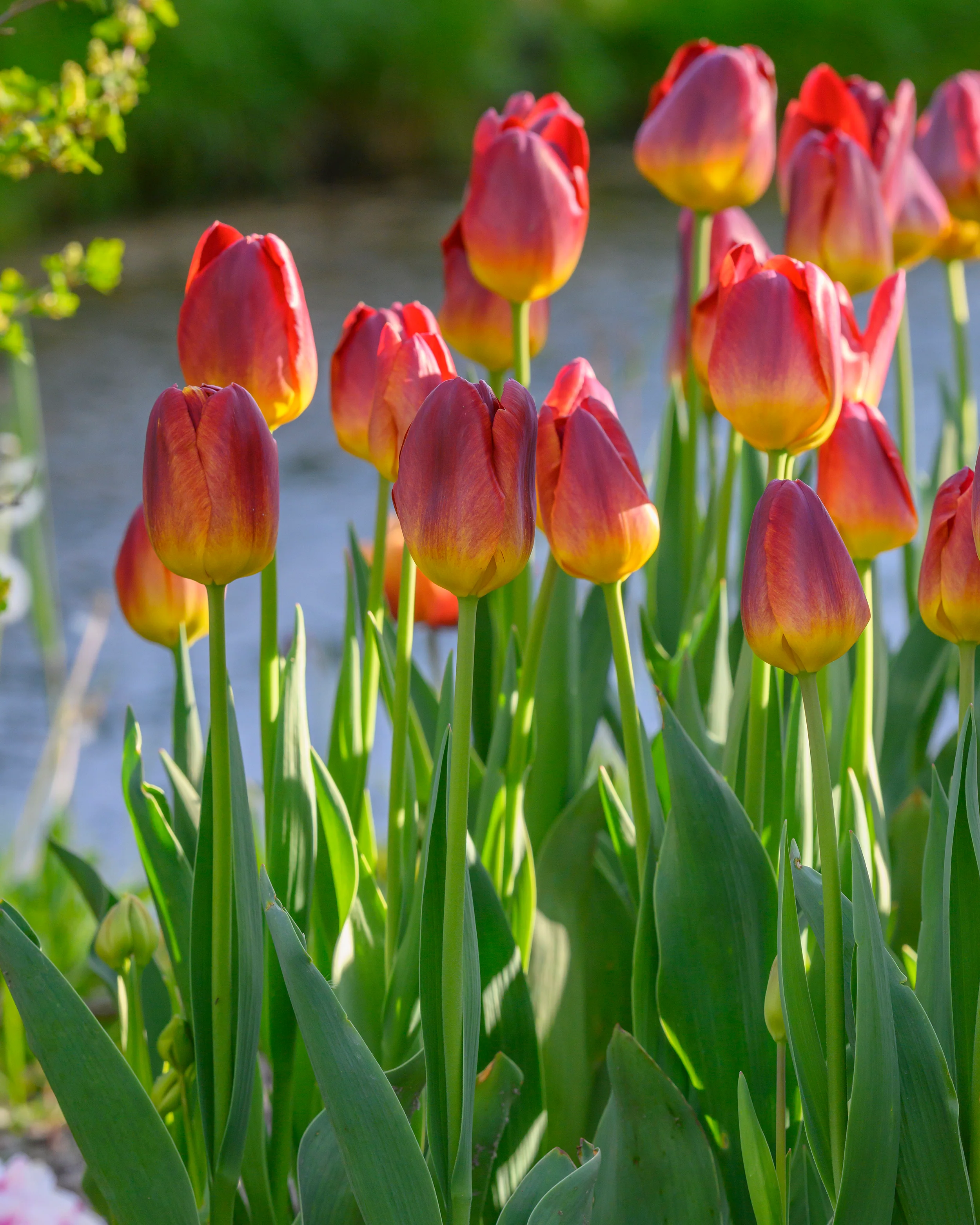 Tulip 'Amber Glow' - Image 2