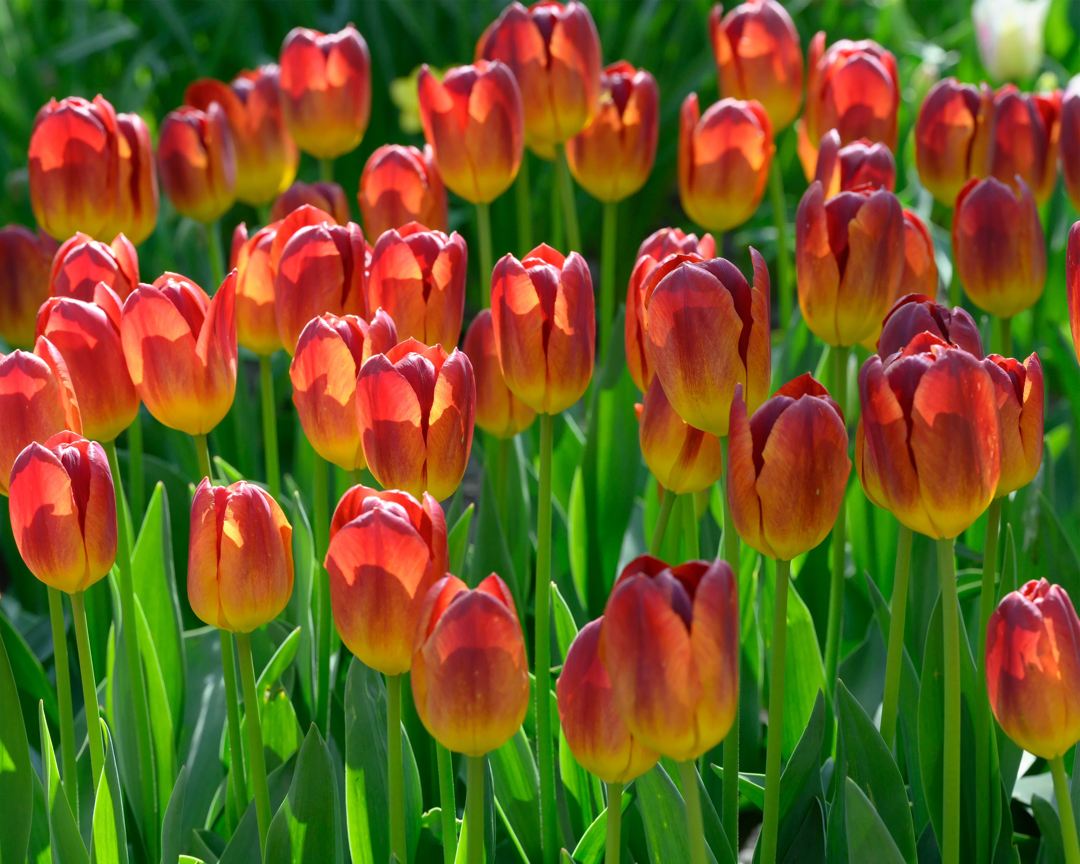 Tulip 'Amber Glow' - Image 3