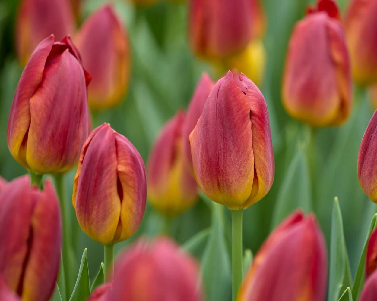 Tulip 'Amber Glow' - Image 4