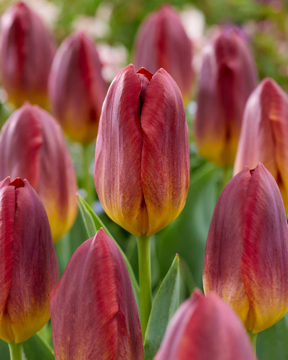 Tulip 'Amber Glow' - Image 5