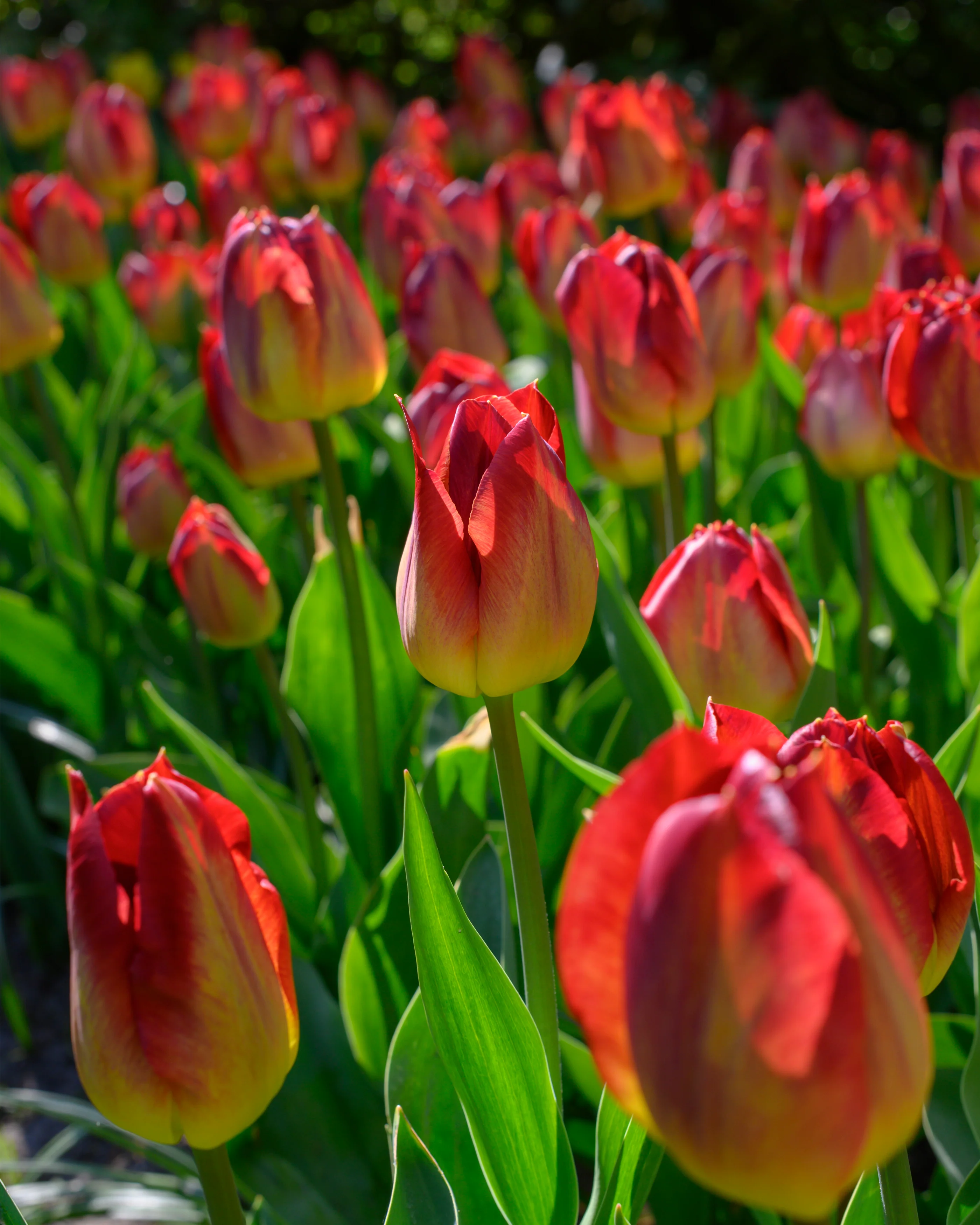 Tulip 'Amber Glow' - Image 6