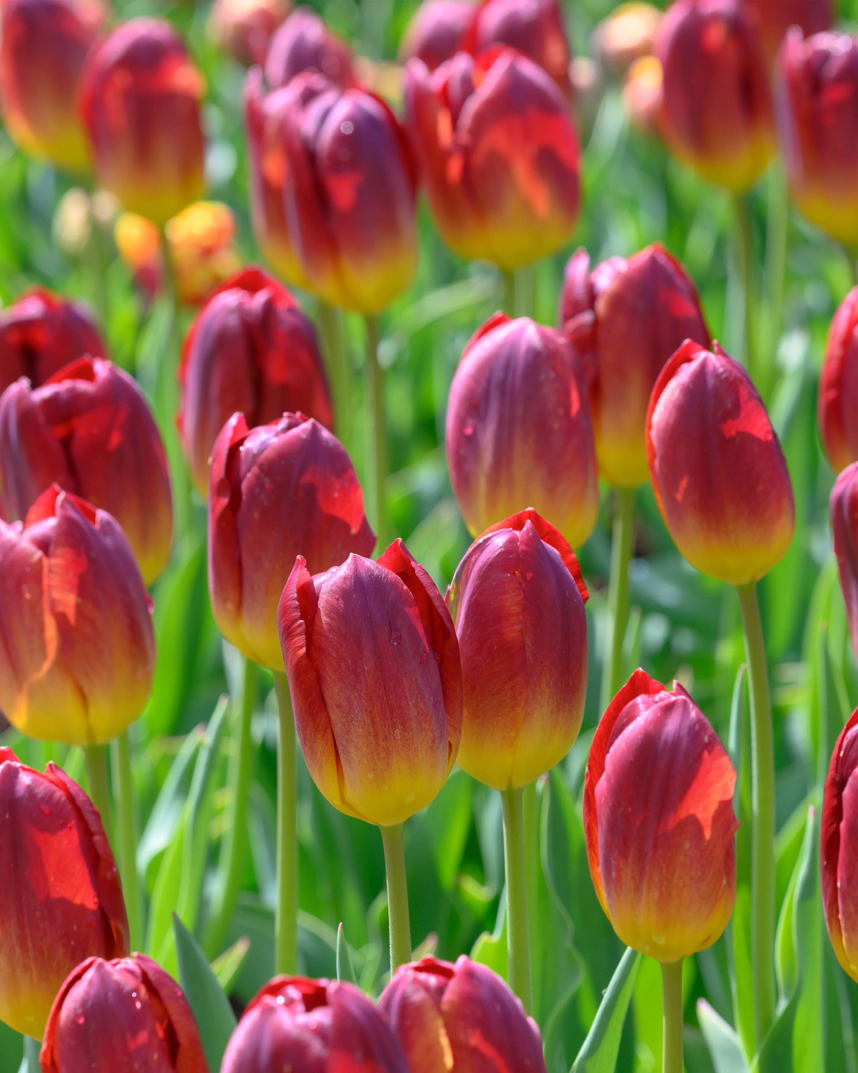 Tulip 'Amber Glow' - Image 7