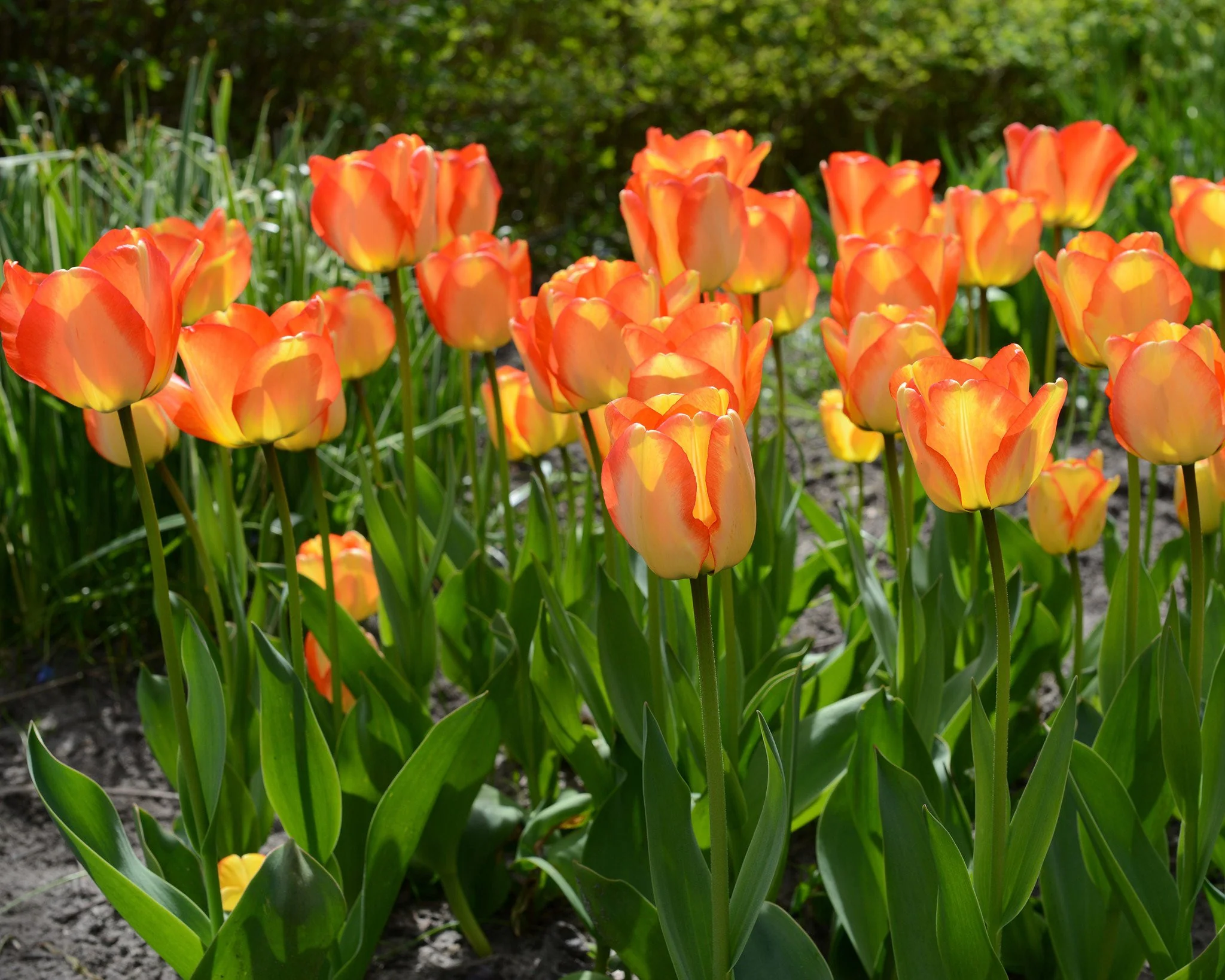 Tulip 'American Dream' - Image 2