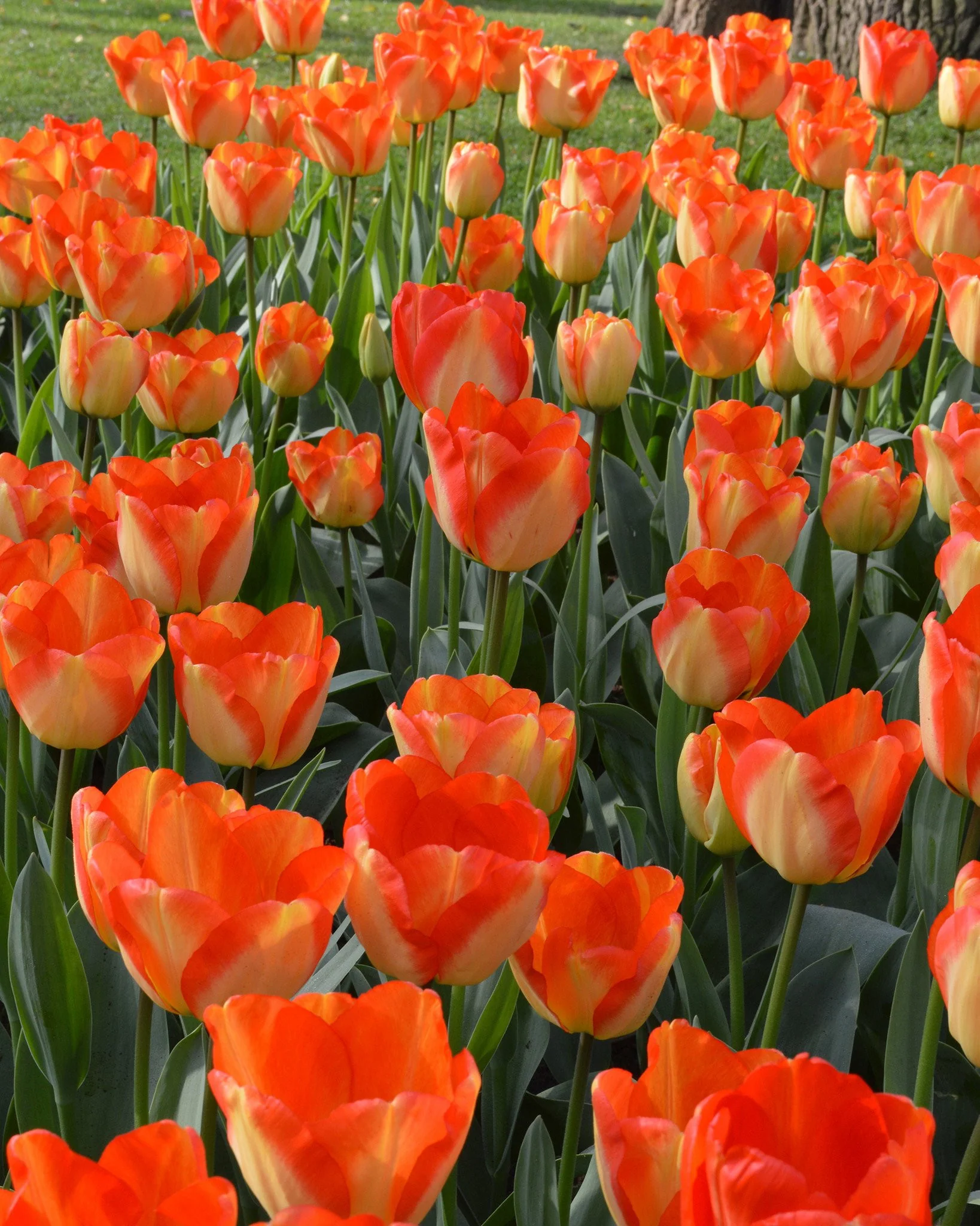 Tulip 'American Dream' - Image 3