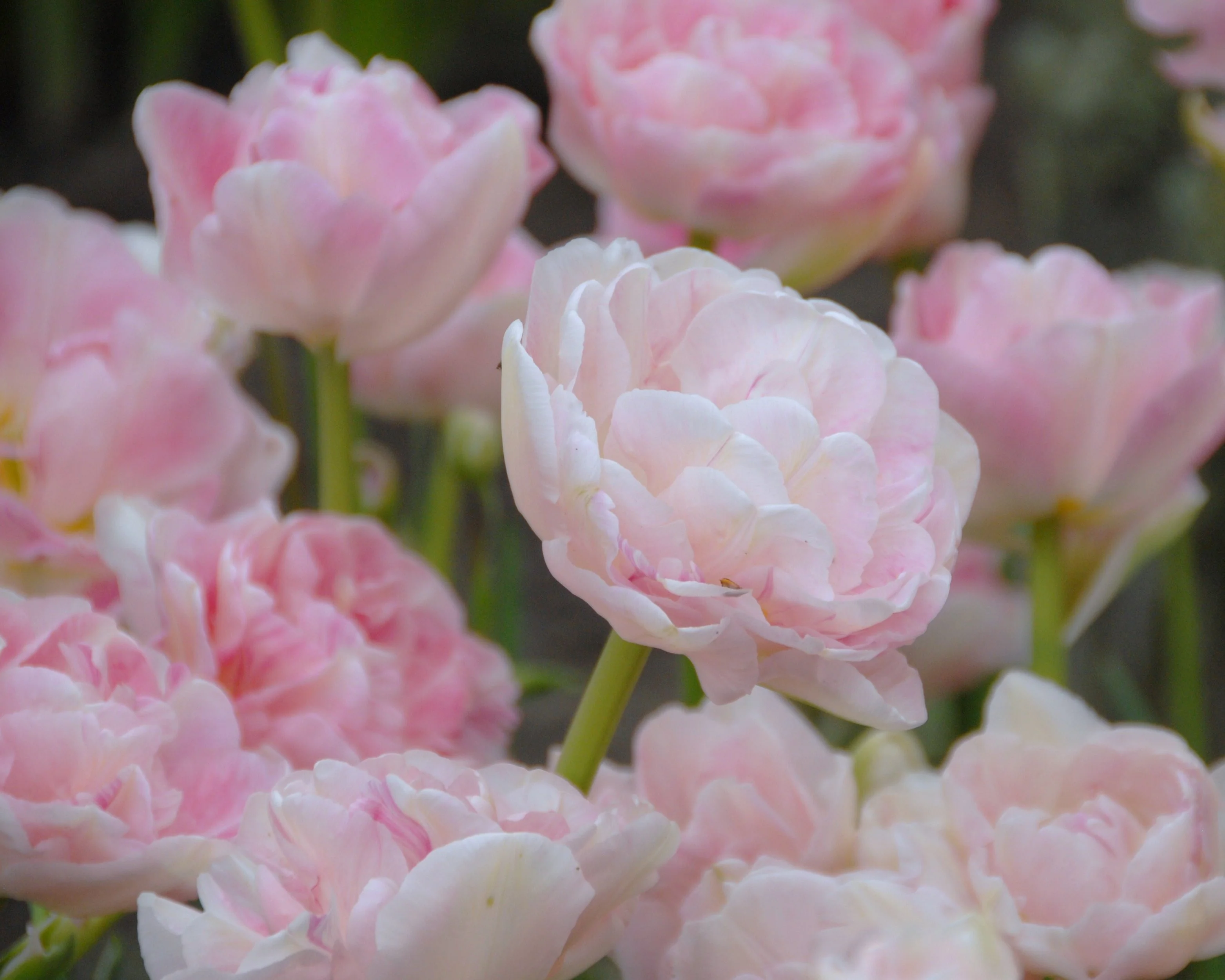 Tulip 'Angelique' - Image 10