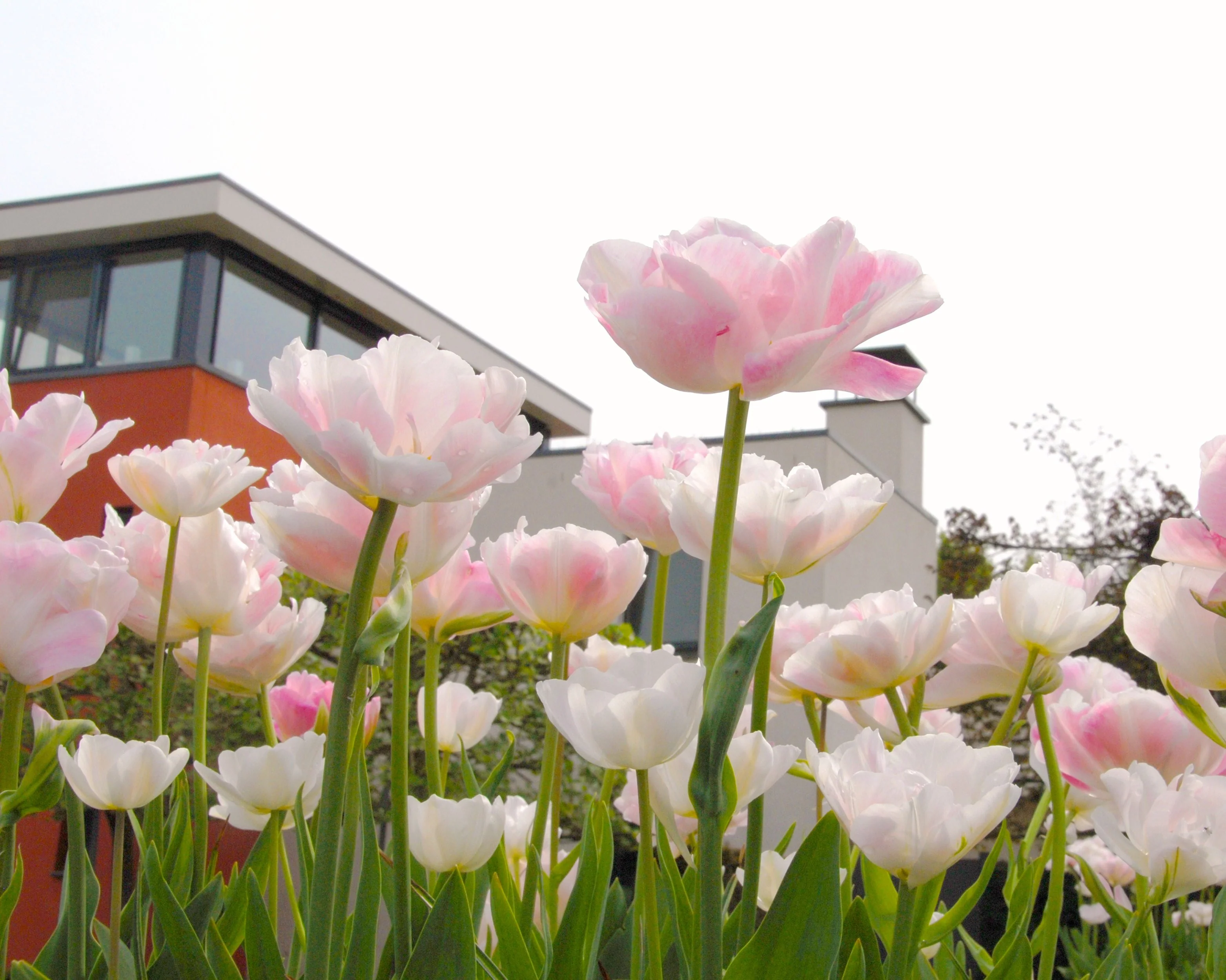 Tulip 'Angelique' - Image 11