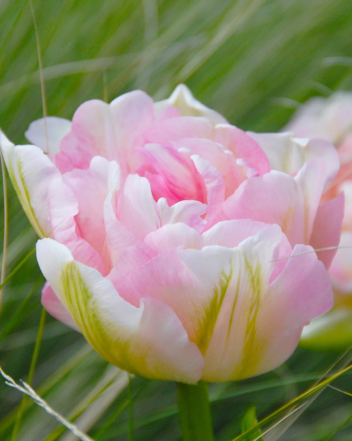Tulip 'Angelique' - Image 5