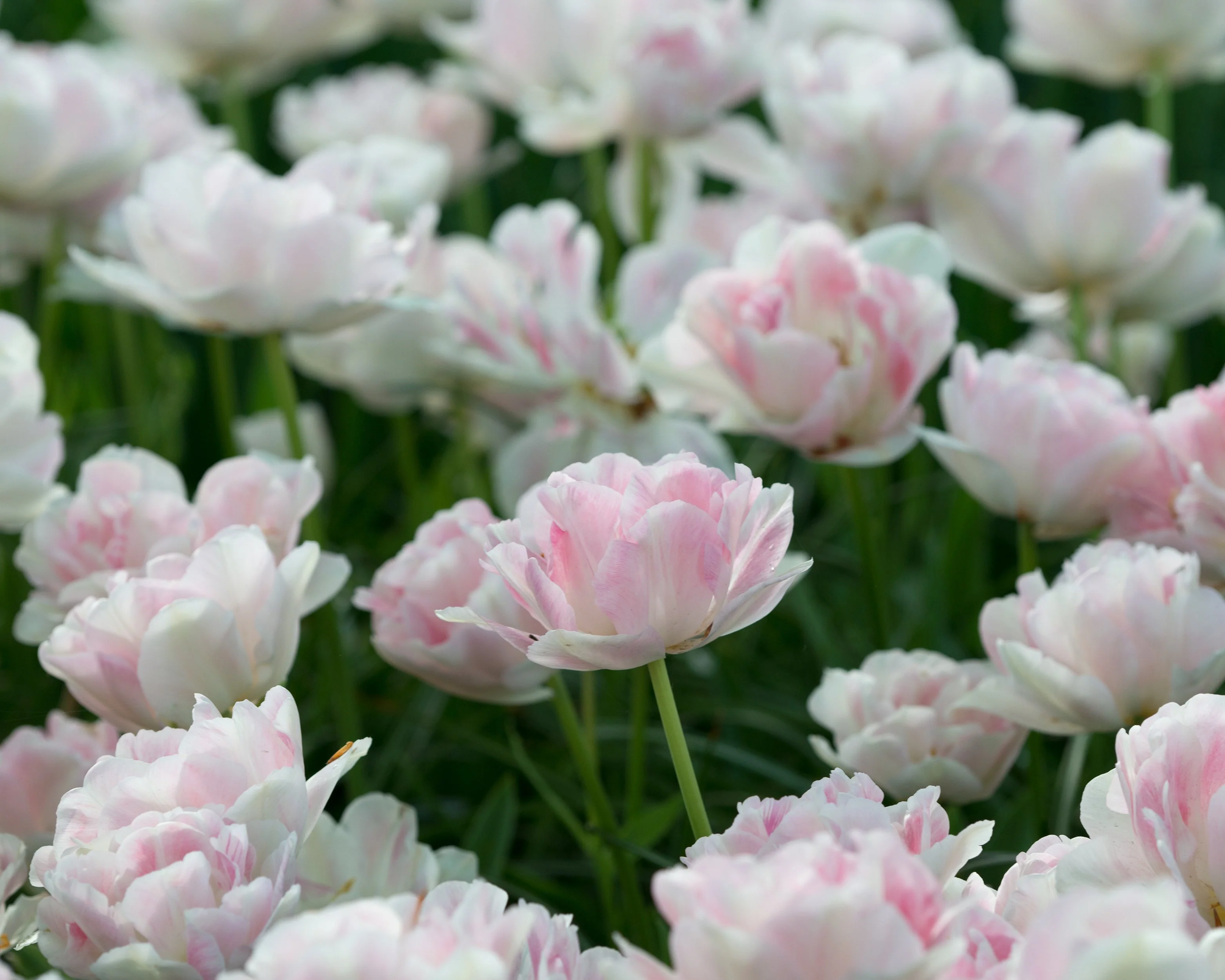 Tulip 'Angelique' - Image 9