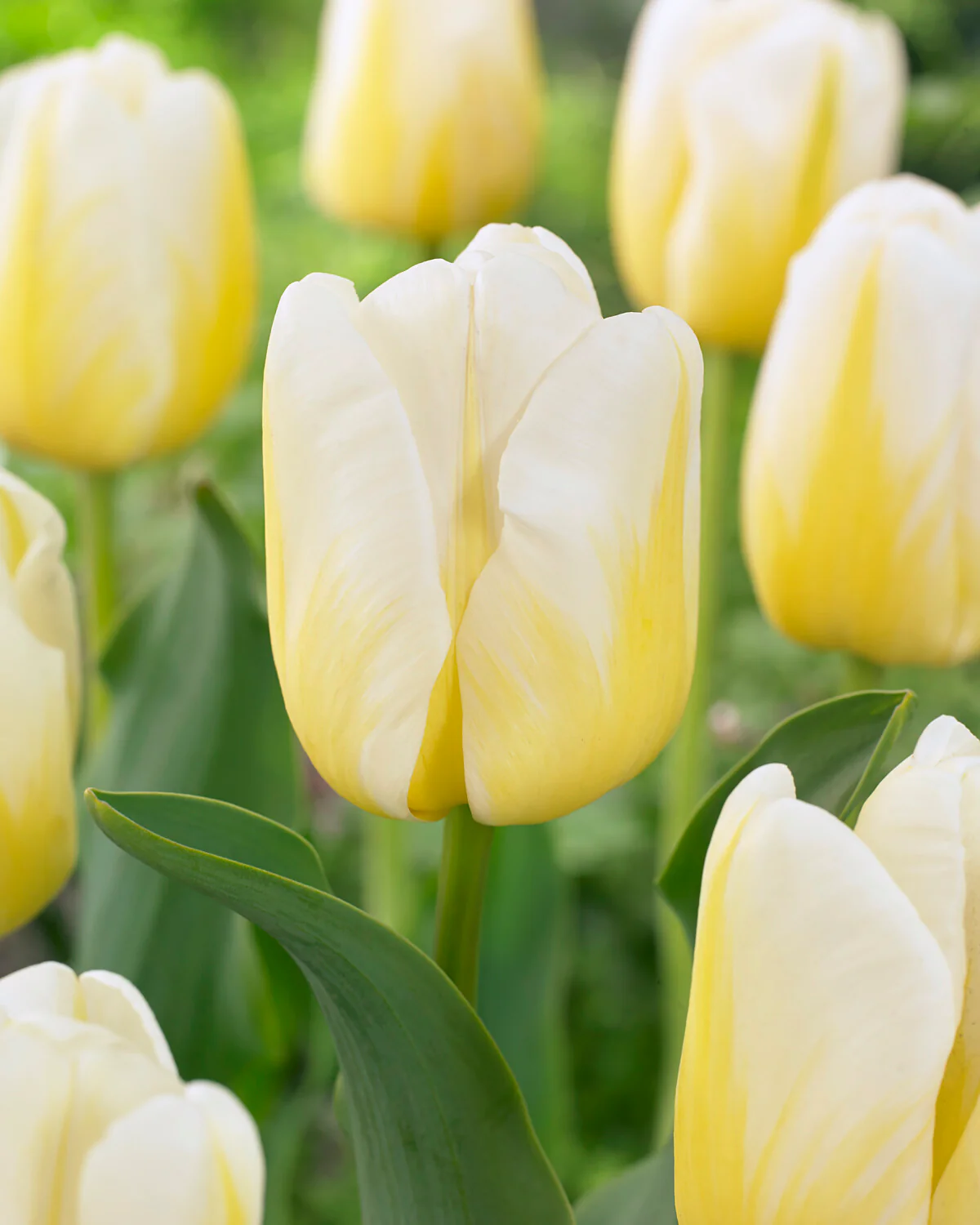 Tulip 'Angels Flame' - Image 2