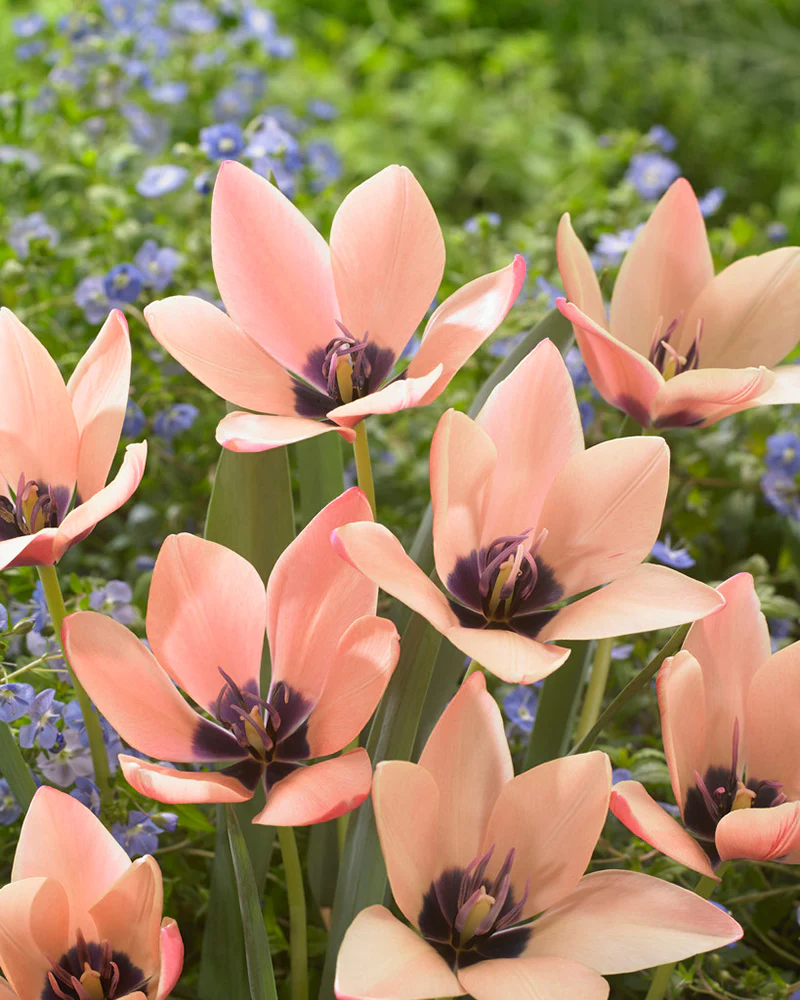 Tulip 'Annika' - Image 2
