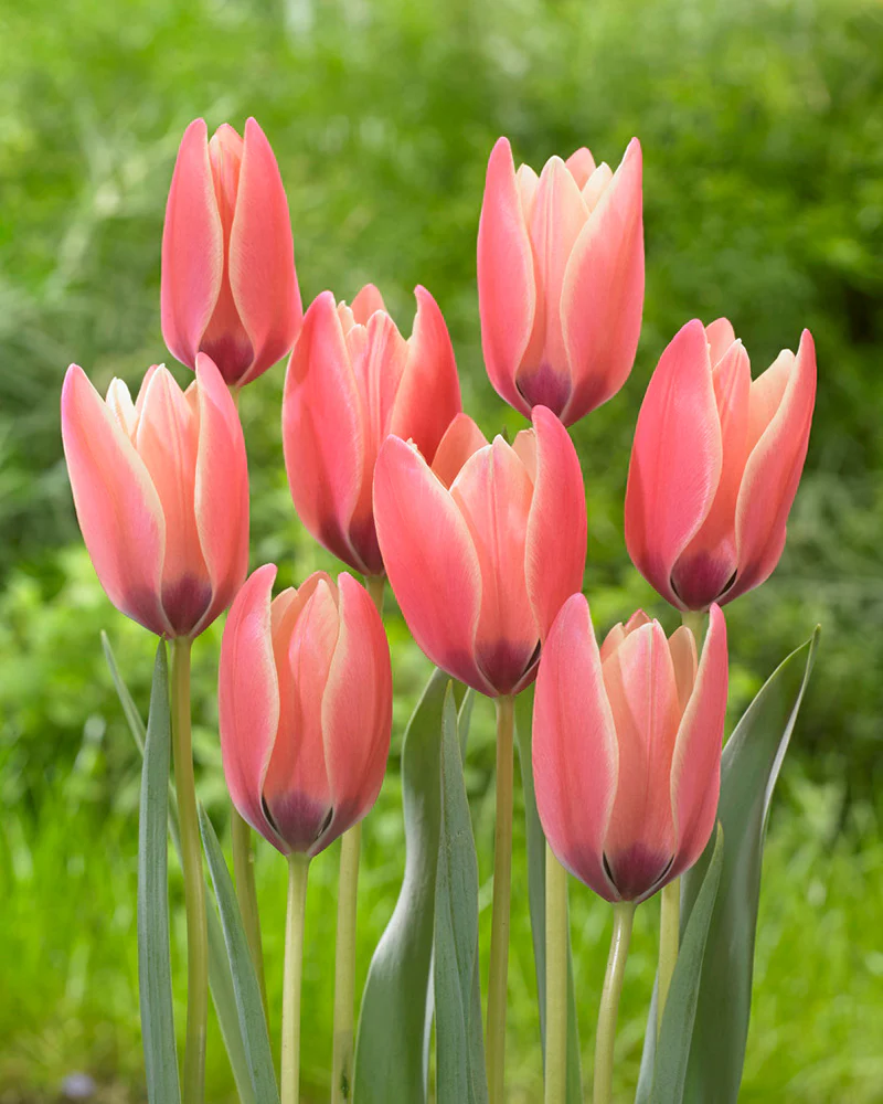 Tulip 'Annika' - Image 4