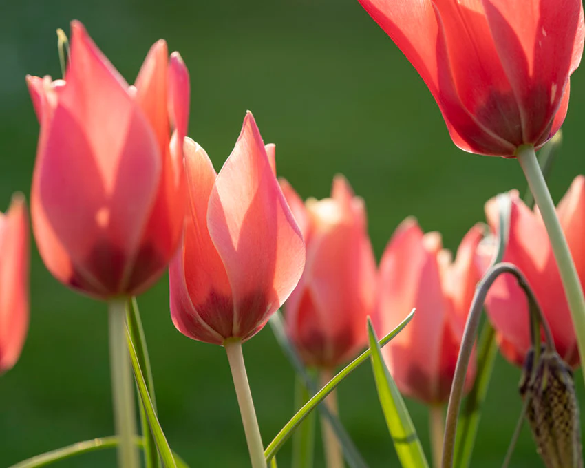 Tulip 'Annika' - Image 5