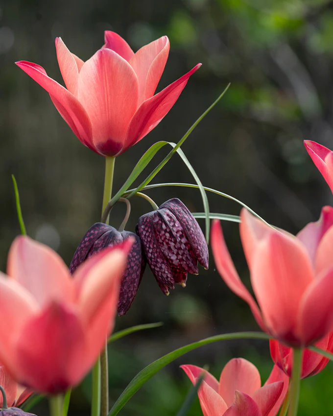 Tulip 'Annika' - Image 6