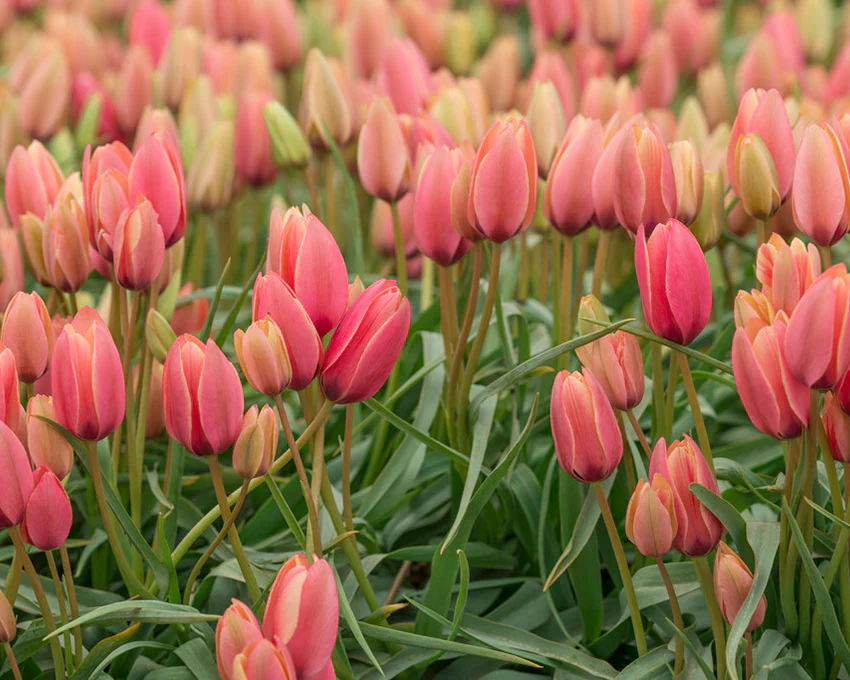 Tulip 'Annika' - Image 7