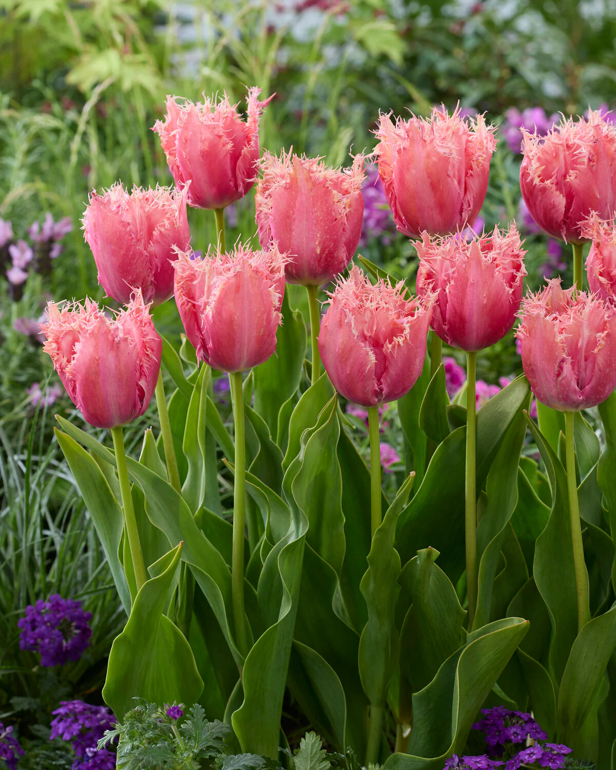 Tulip 'Apeldoorn Palace' - Image 3