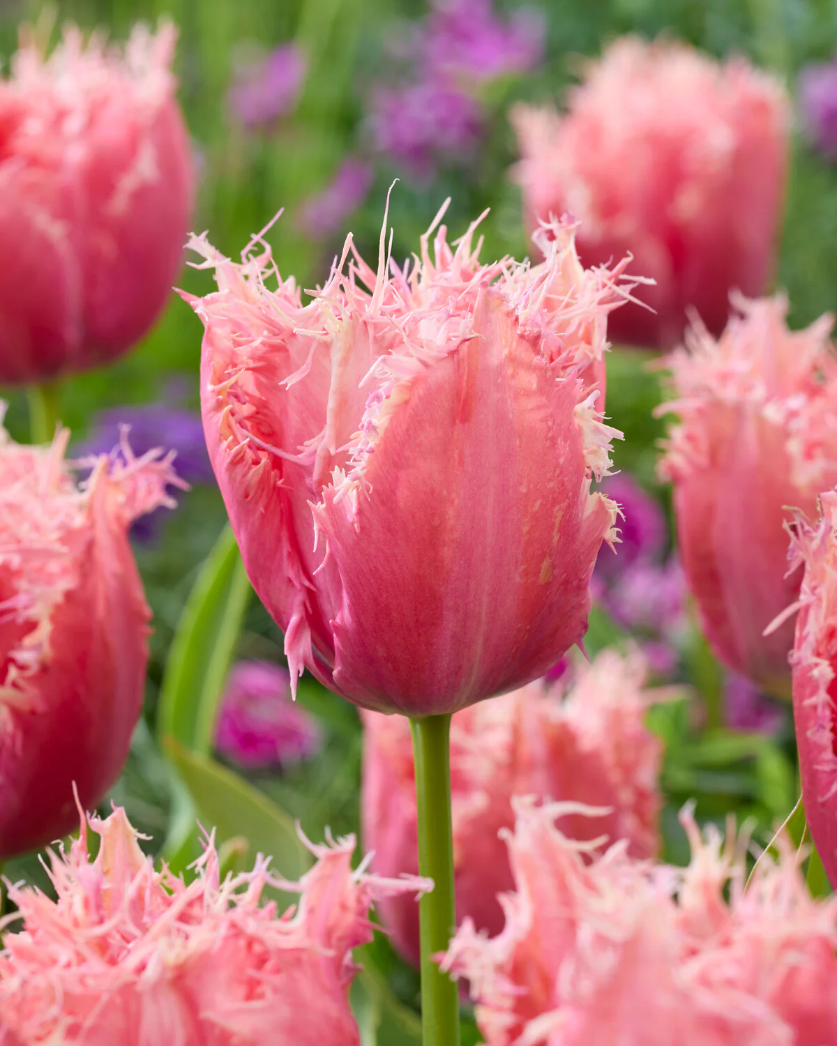 Tulip 'Apeldoorn Palace' - Image 4