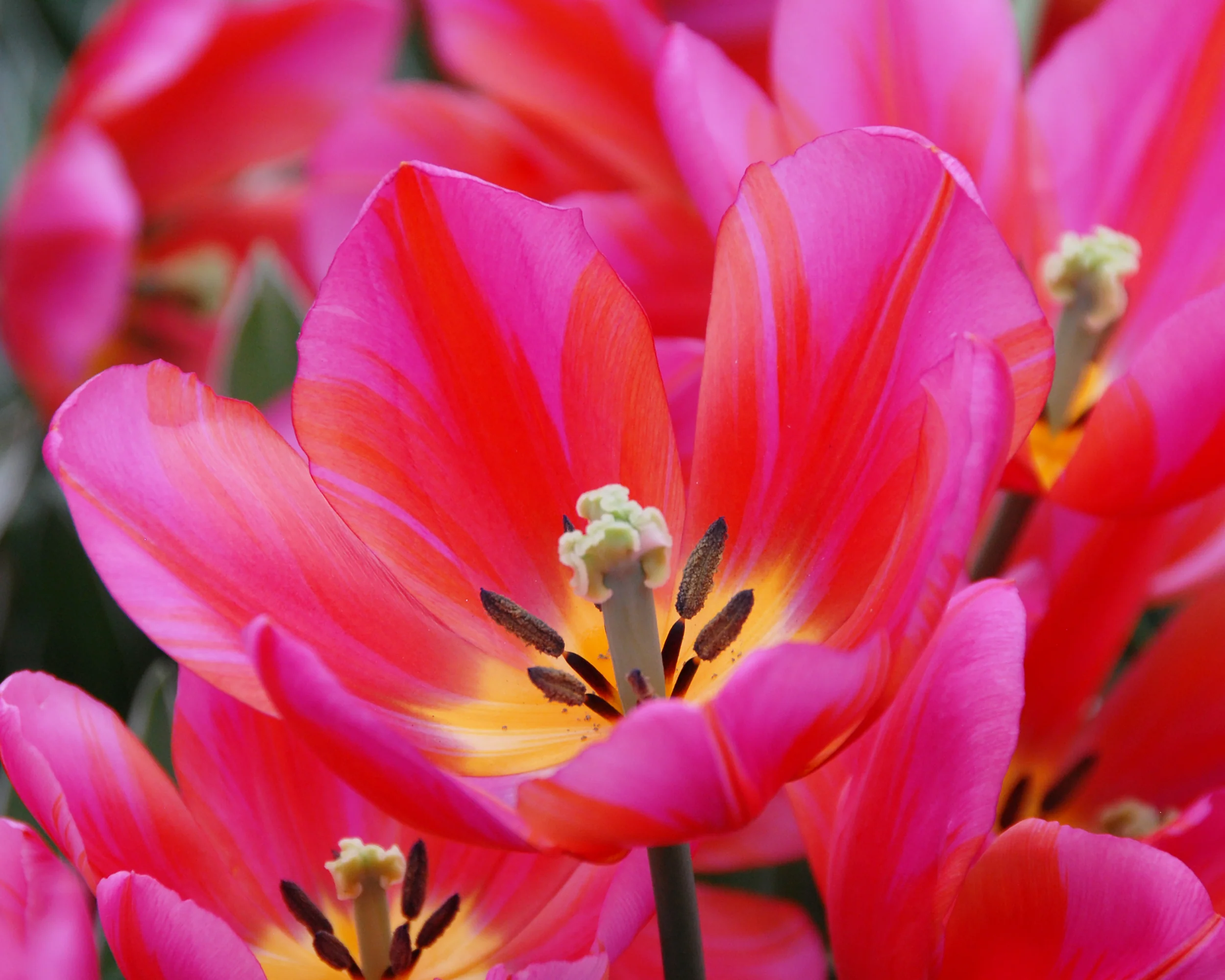 Tulip 'Aphrodite' - Image 2
