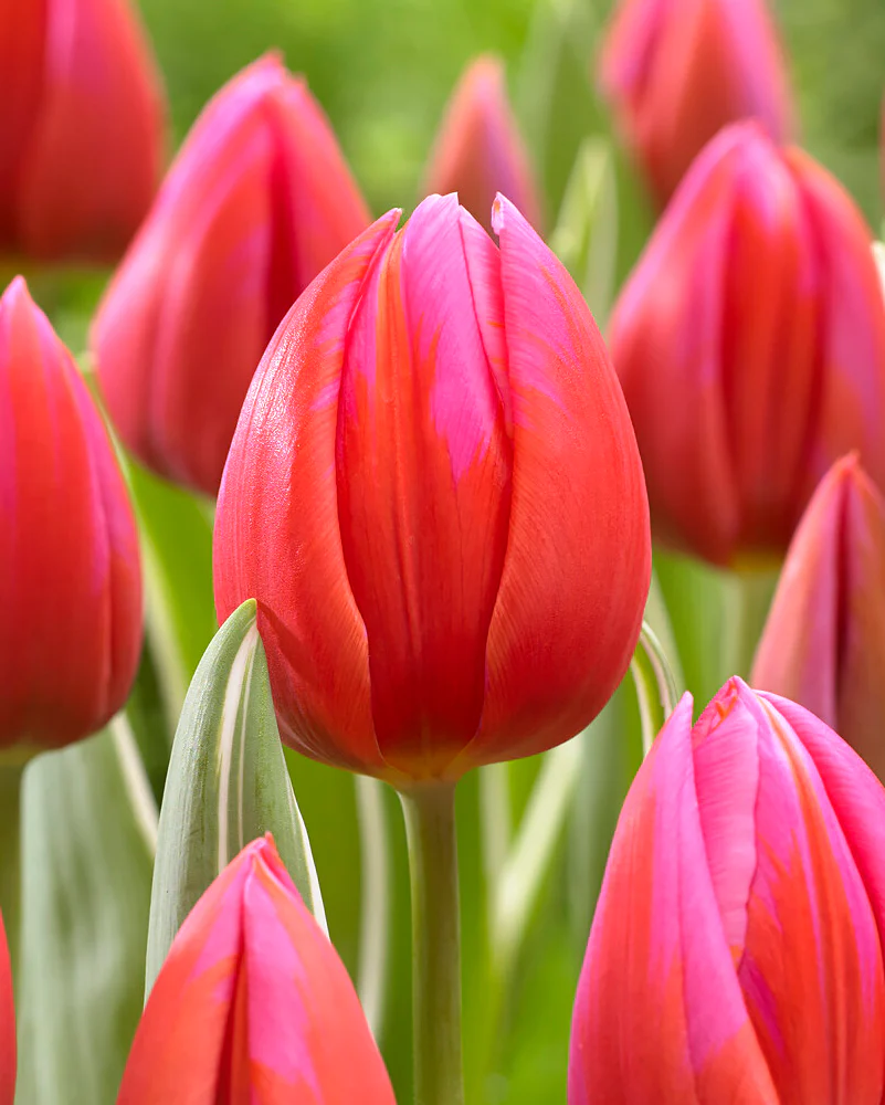 Tulip 'Aphrodite' - Image 3