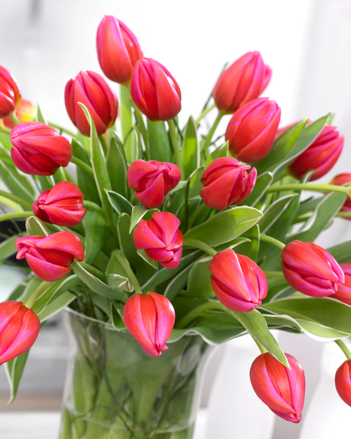 Tulip 'Aphrodite' - Image 5