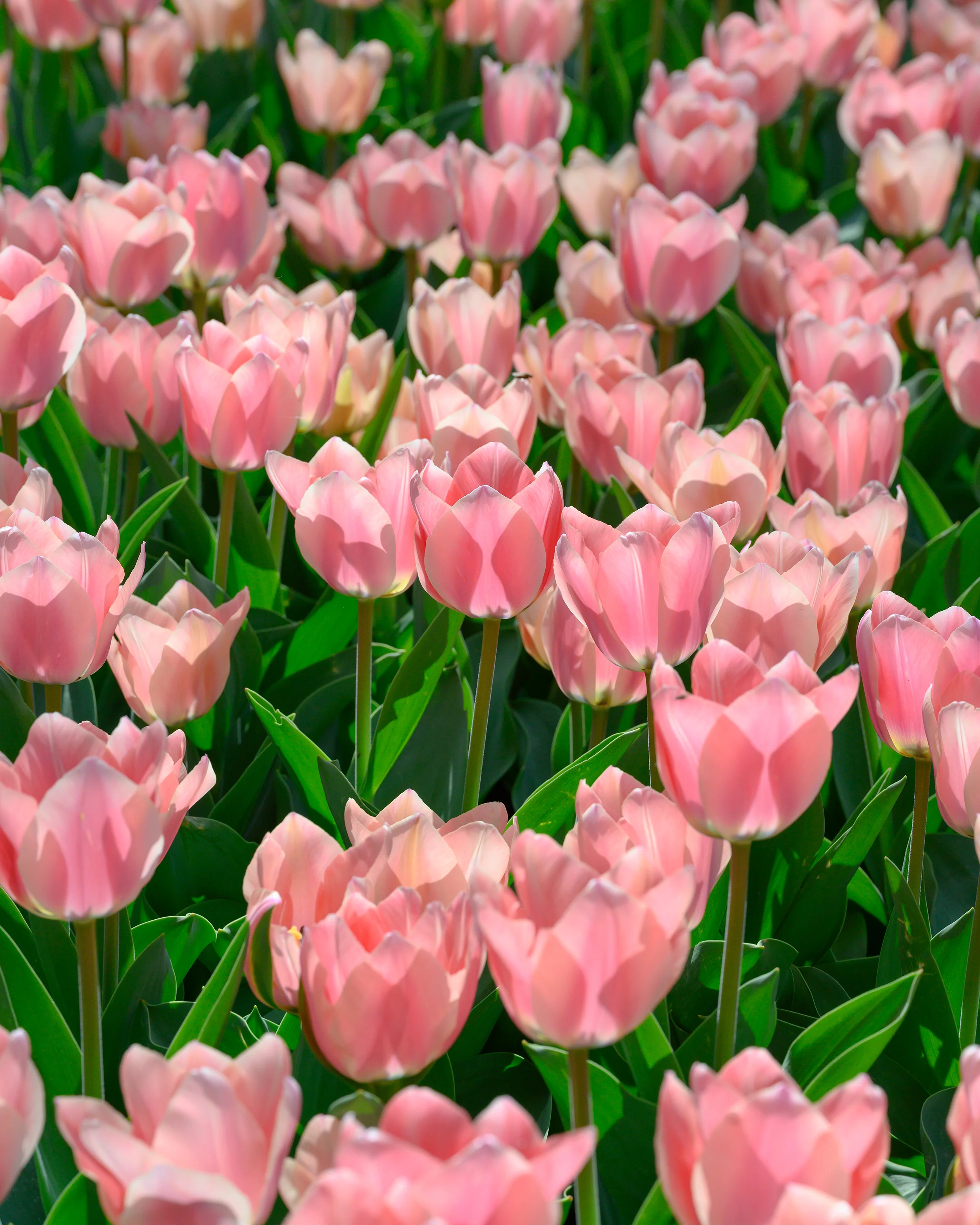 Tulip 'Apricona' - Image 5