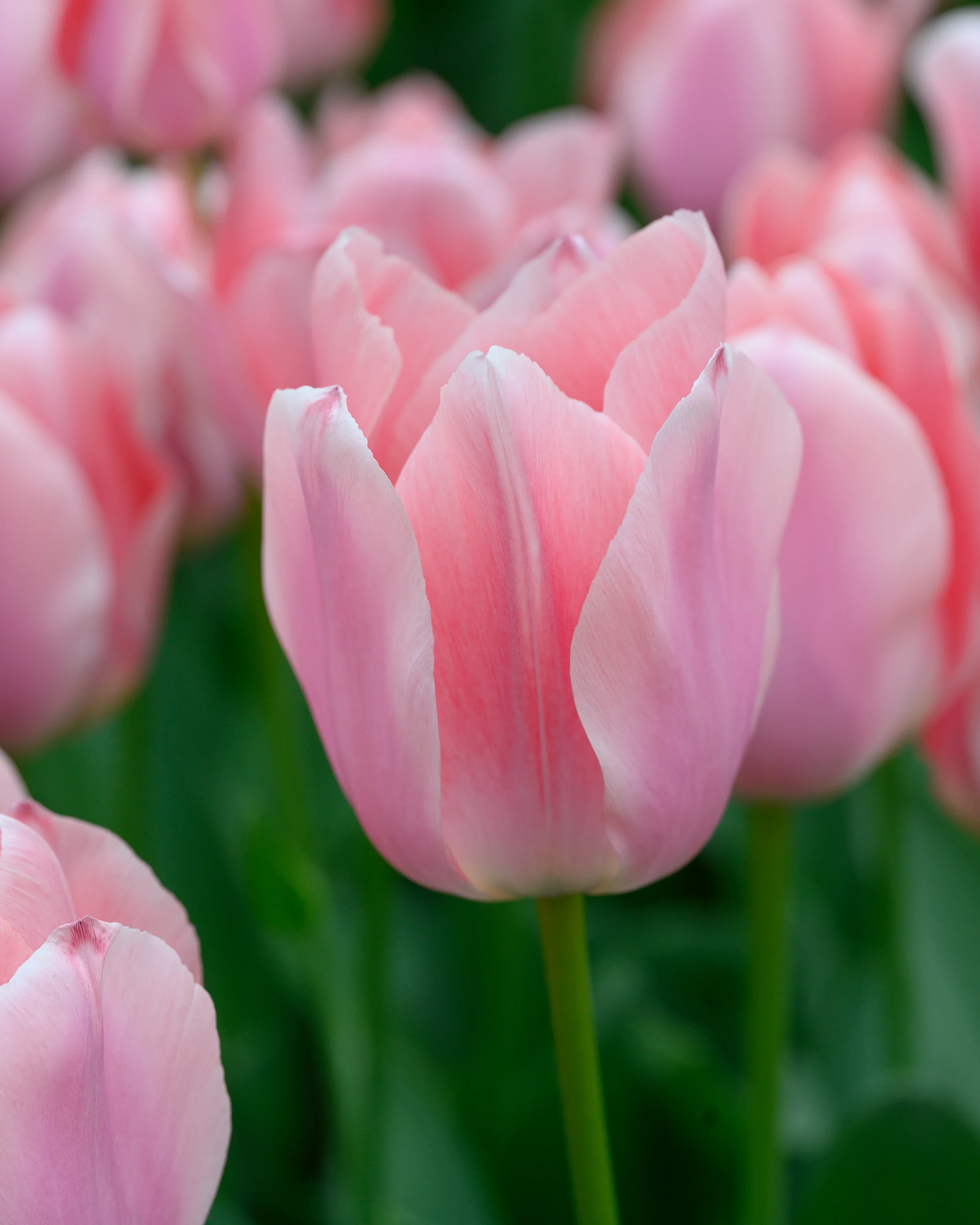 Tulip 'Apricona' - Image 6