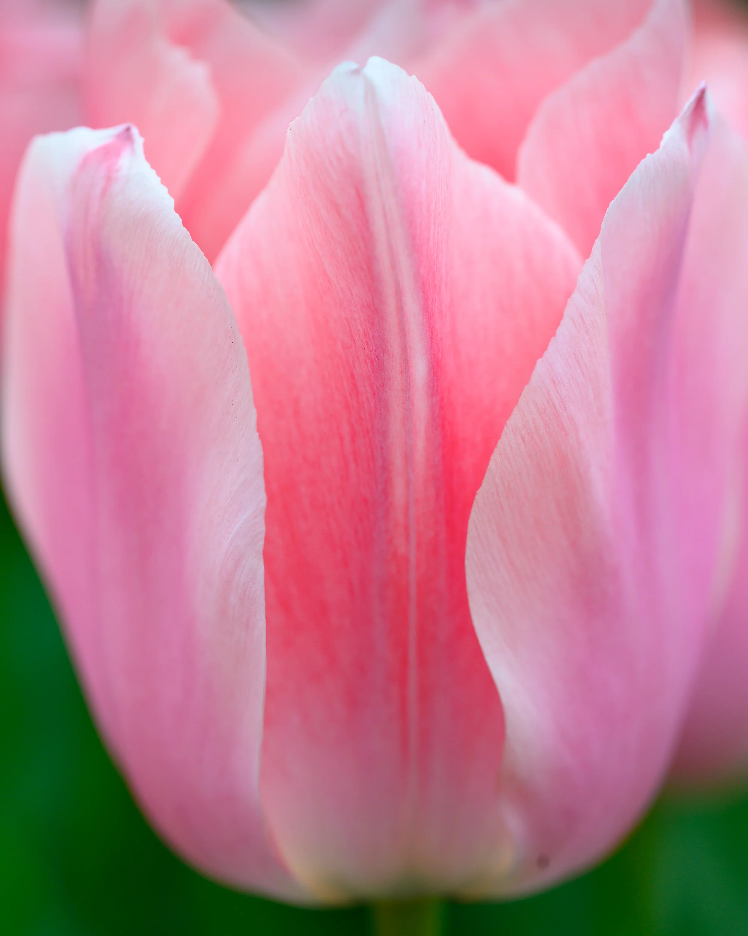 Tulip 'Apricona' - Image 7