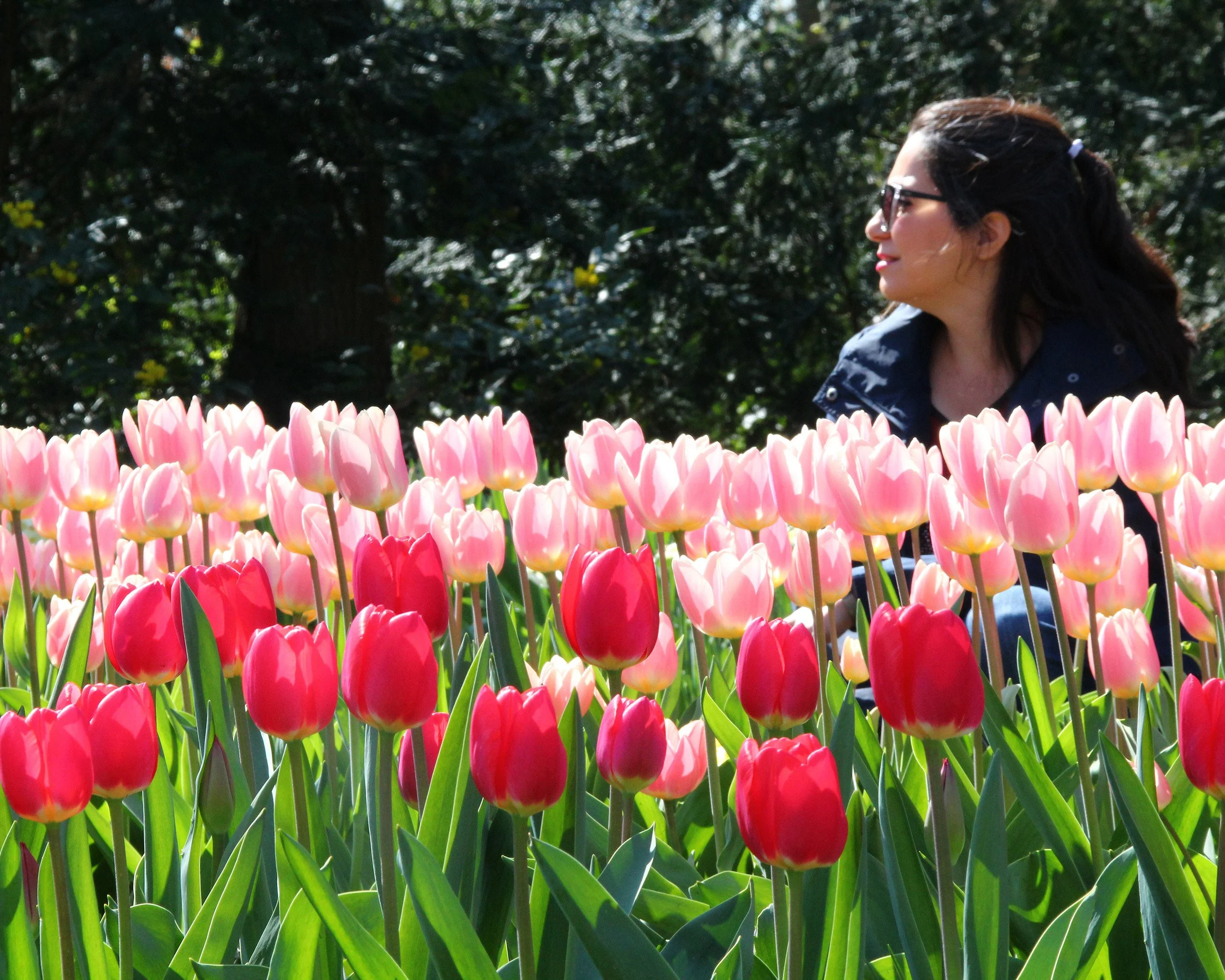 Tulip 'Apricot Delight' - Image 2