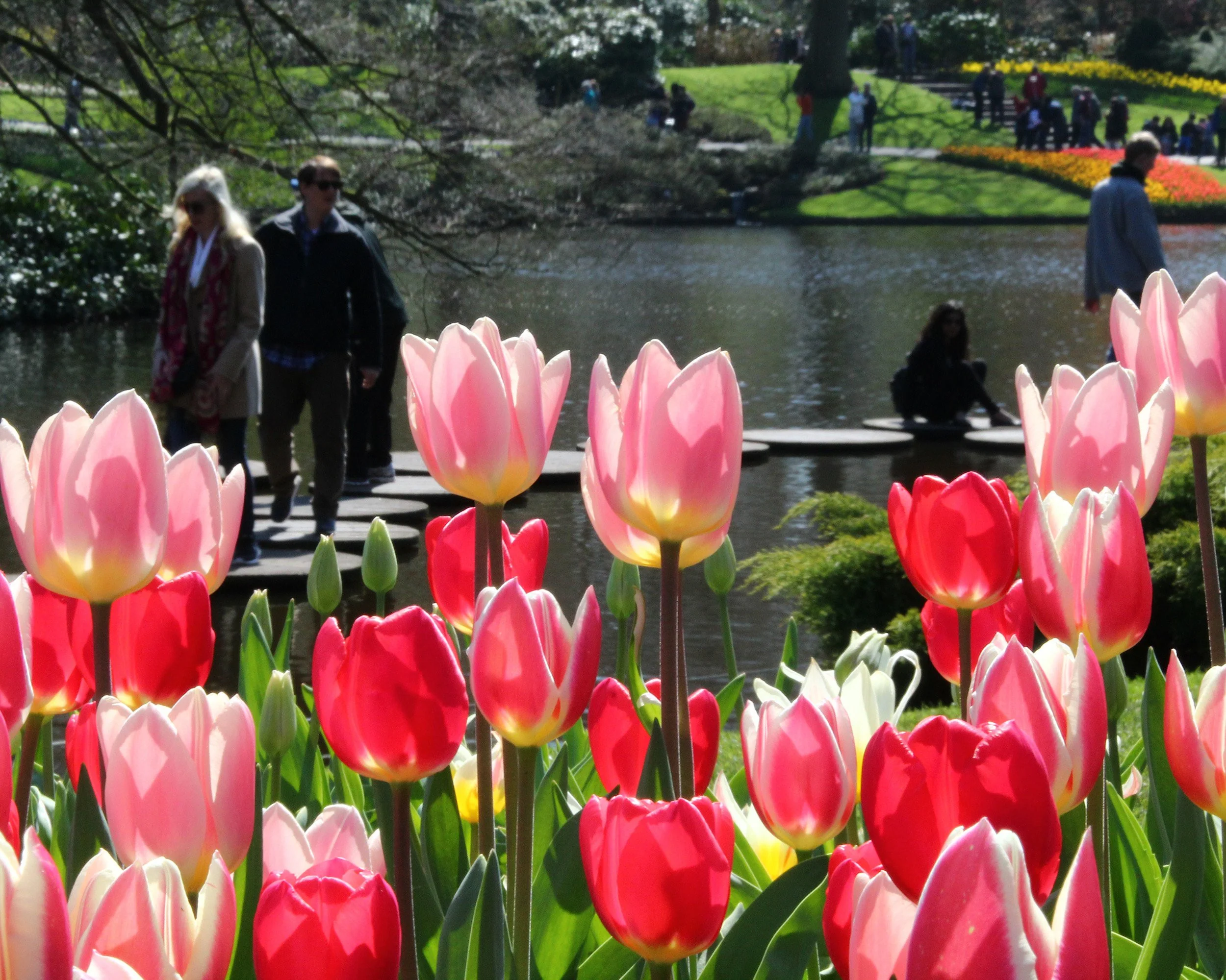 Tulip 'Apricot Delight' - Image 3