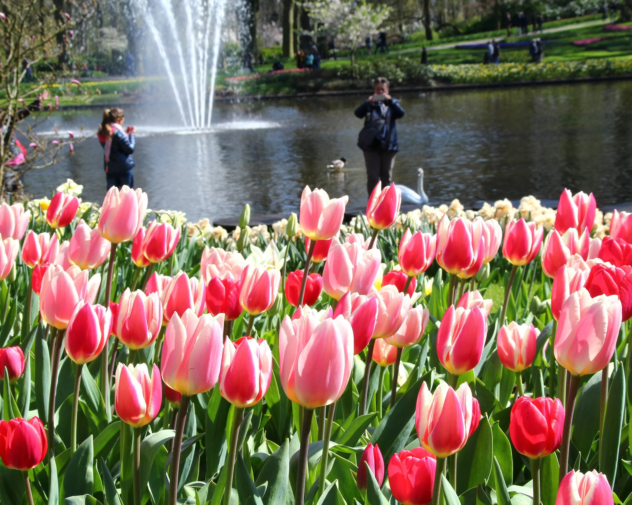 Tulip 'Apricot Delight' - Image 4