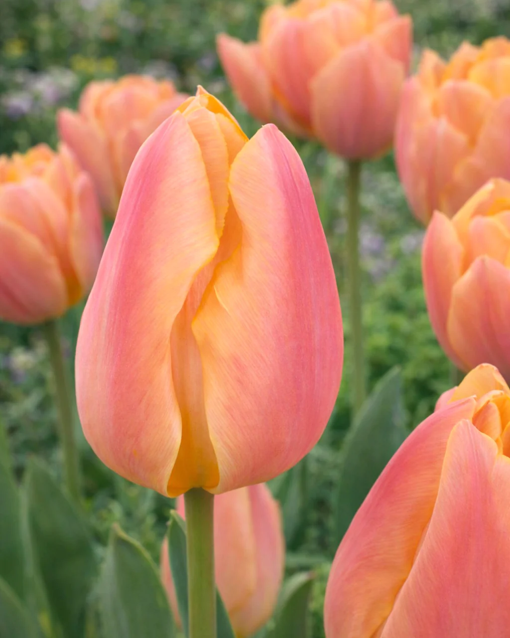 Tulip 'Apricot Favourite'
