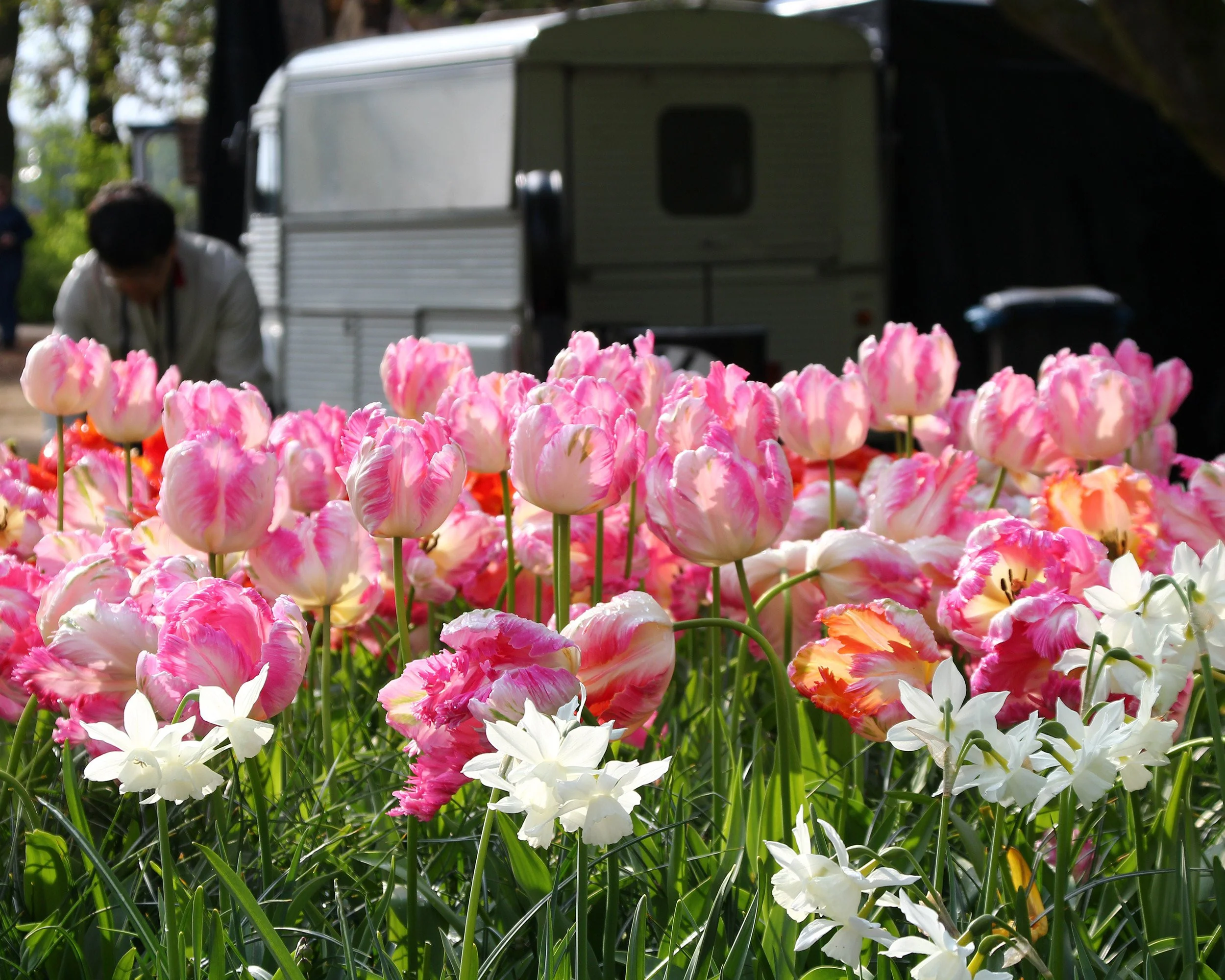Tulip 'Apricot Parrot' - Image 3