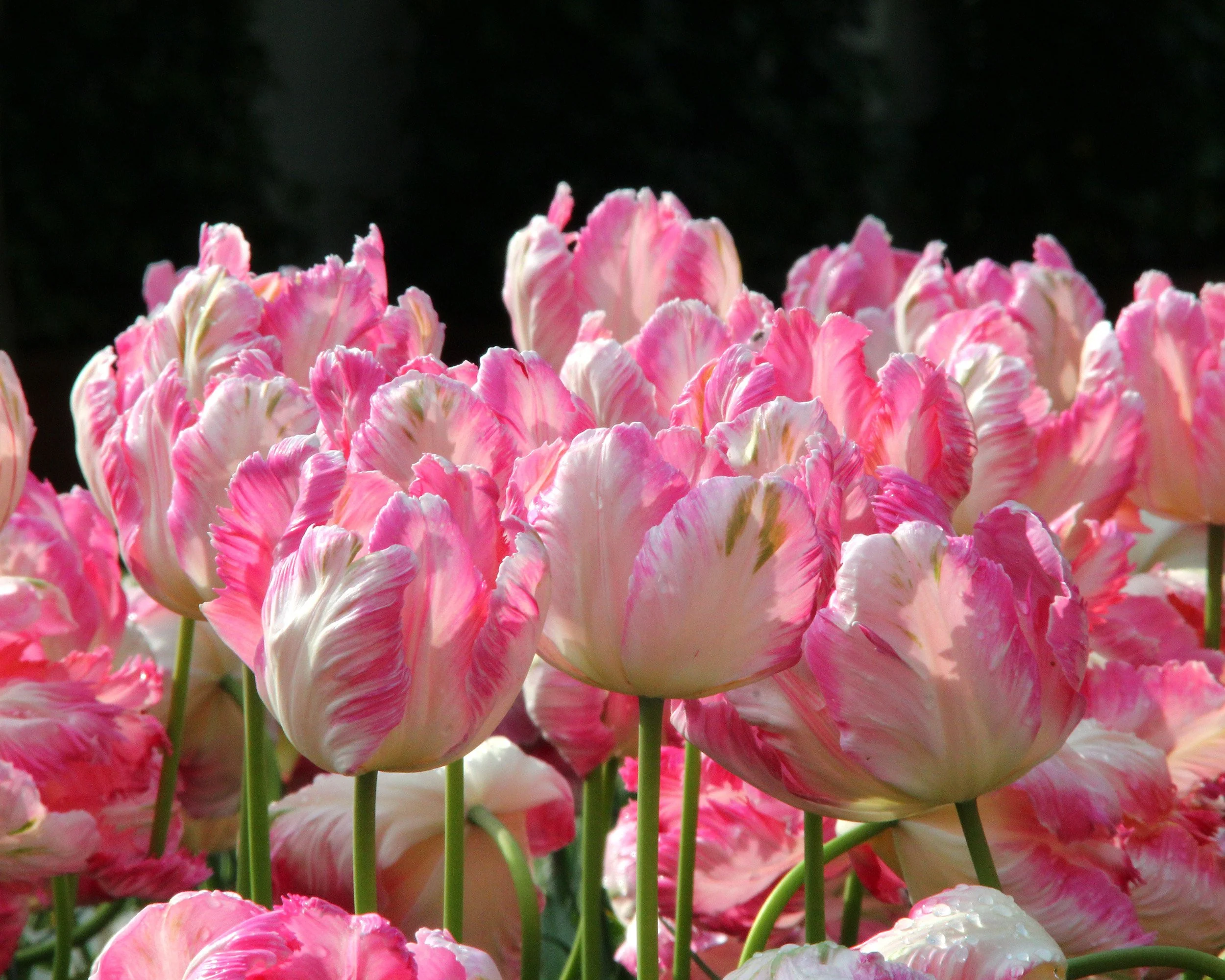 Tulip 'Apricot Parrot' - Image 4