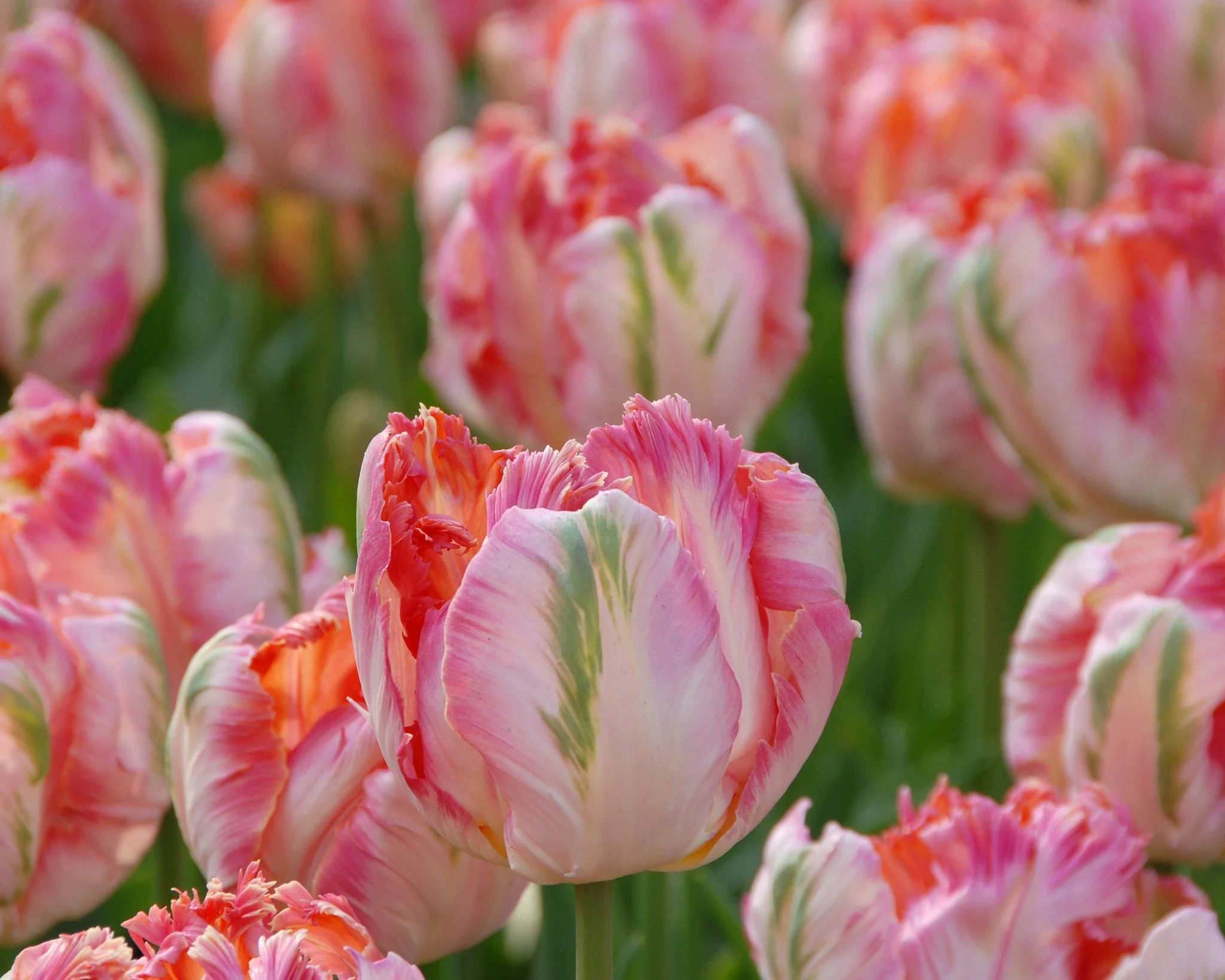 Tulip 'Apricot Parrot' - Image 5