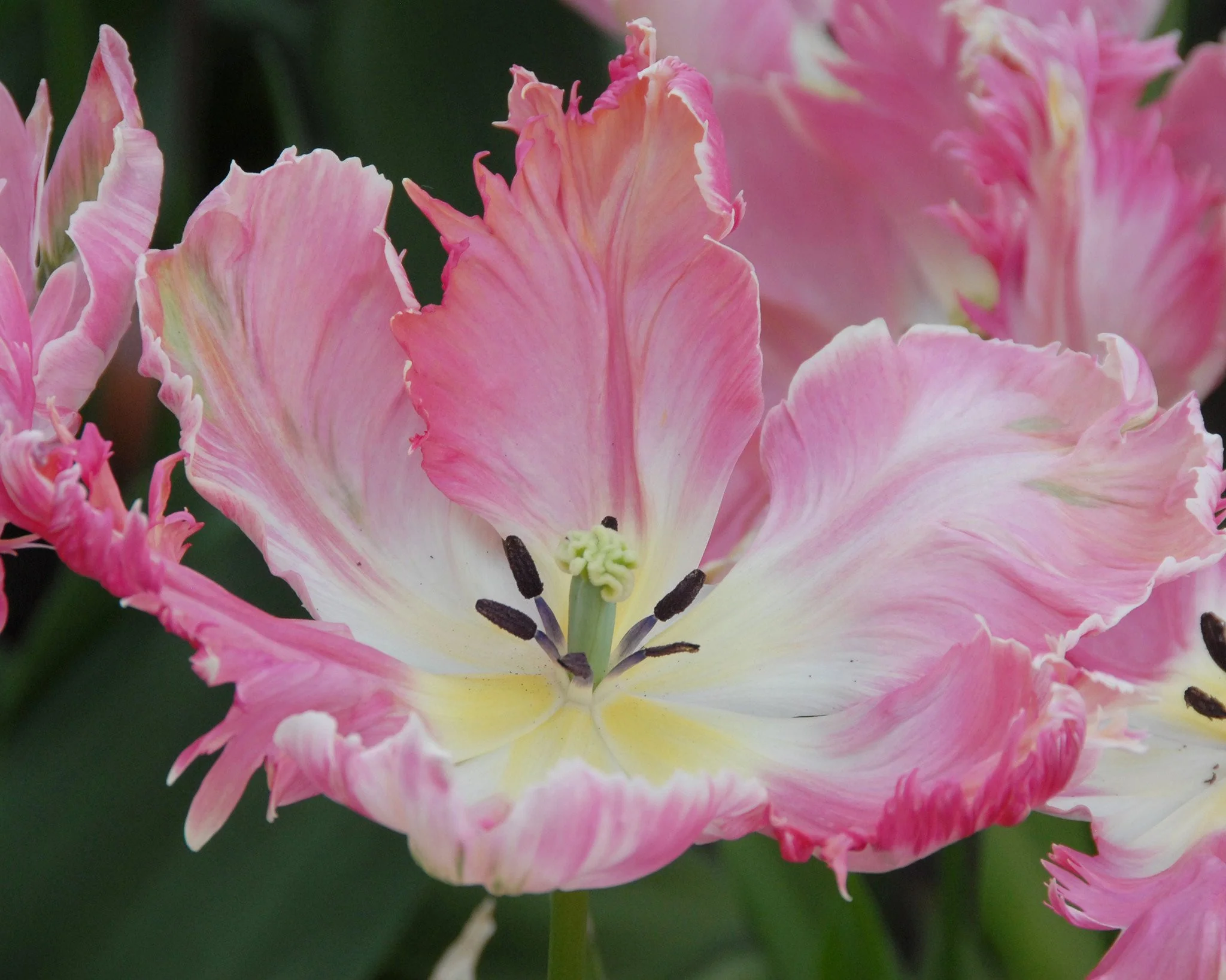 Tulip 'Apricot Parrot' - Image 7