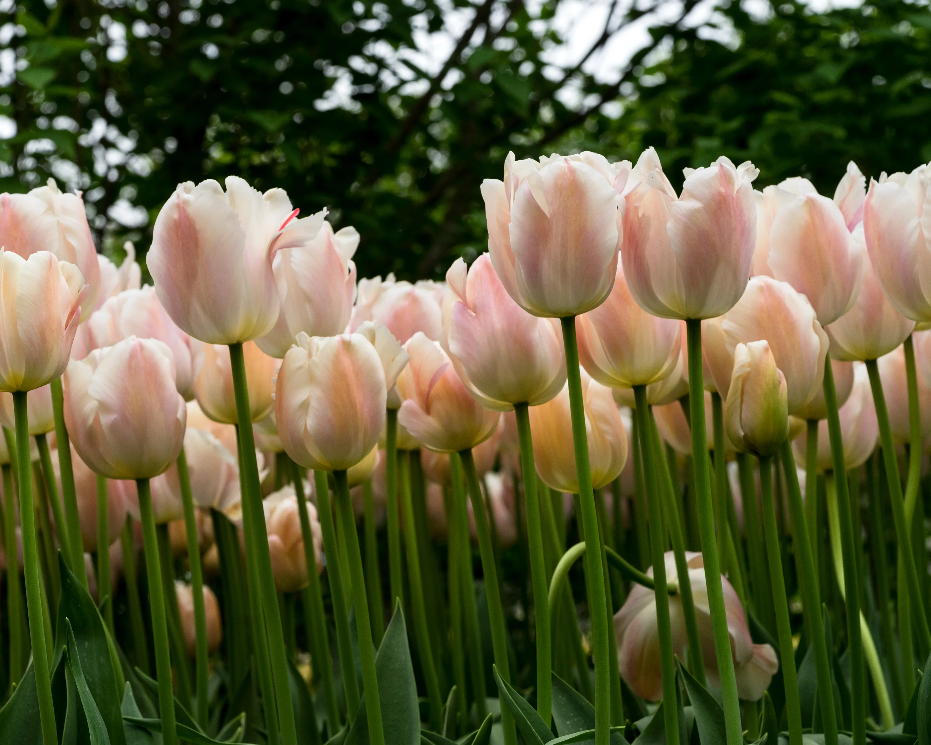 Tulip 'Apricot Pride' - Image 3