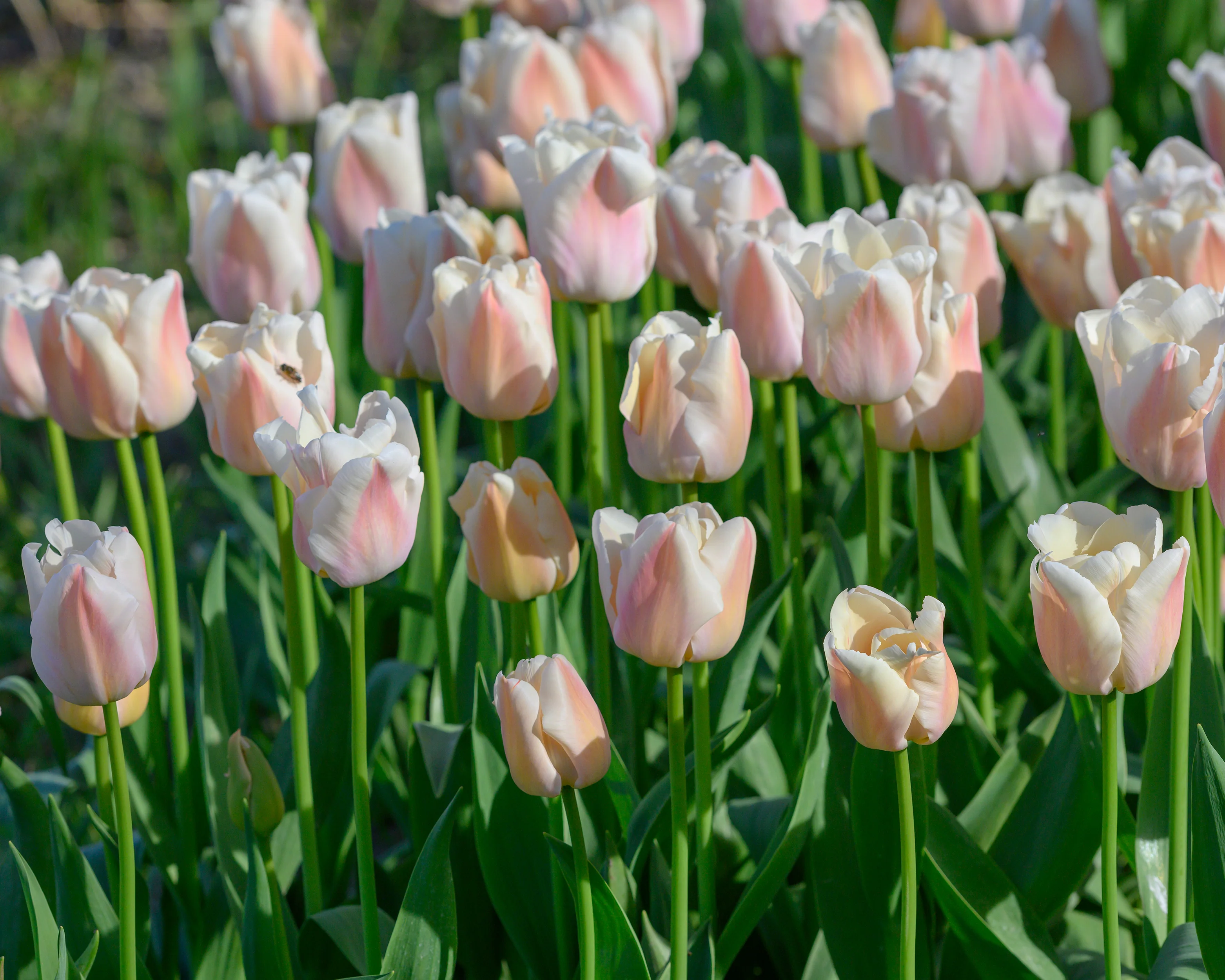 Tulip 'Apricot Pride' - Image 4