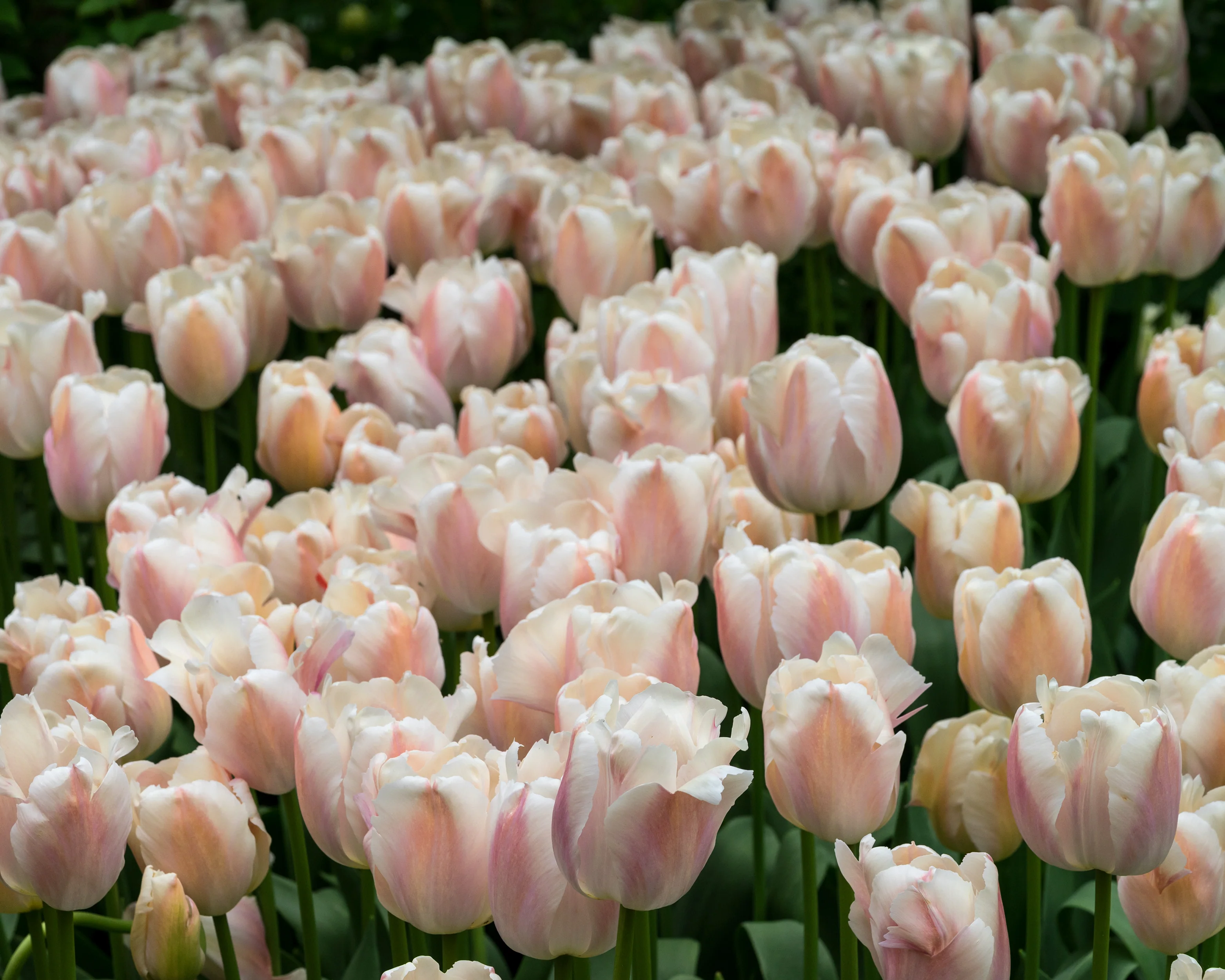Tulip 'Apricot Pride' - Image 5