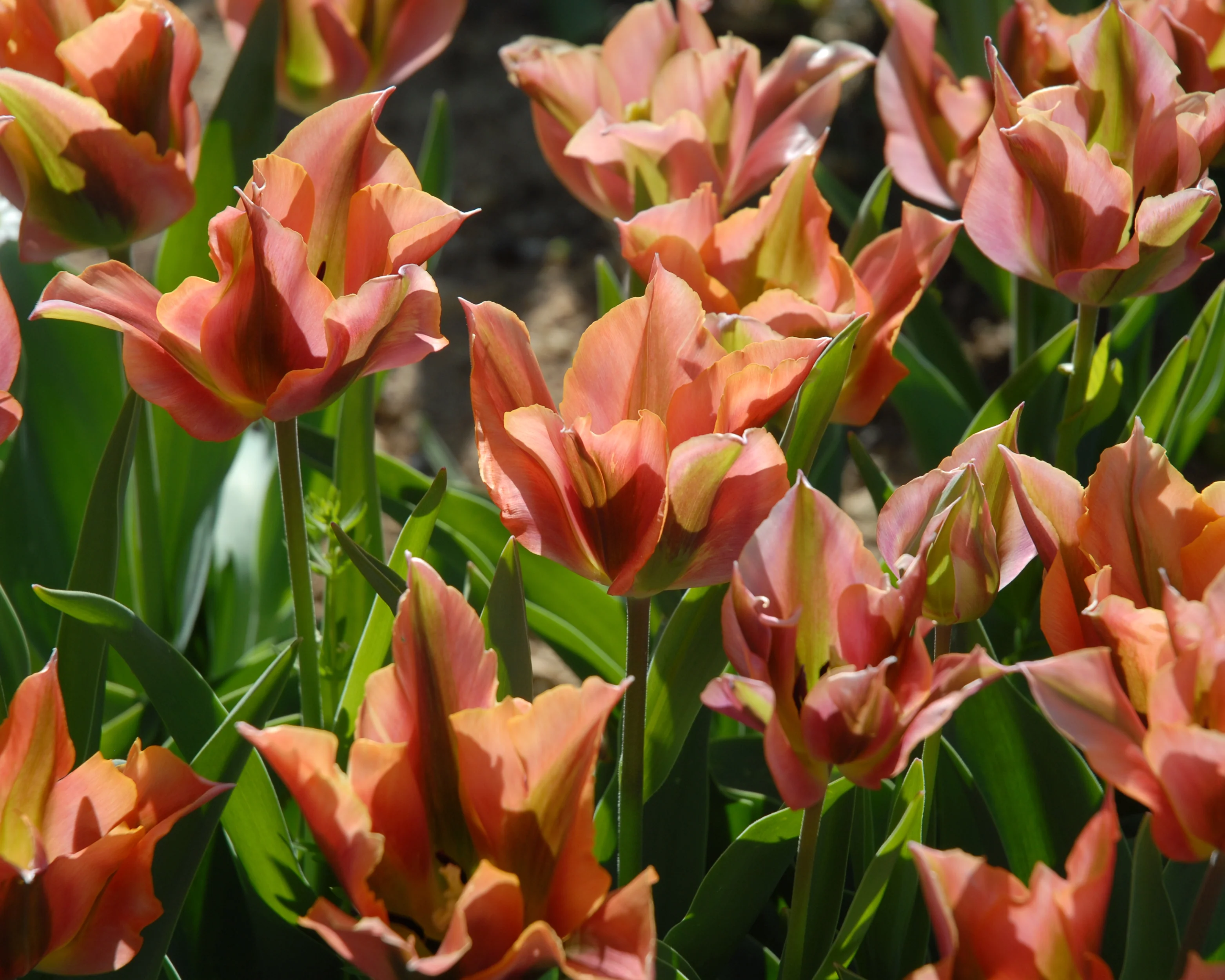 Tulip 'Artist' - Image 3