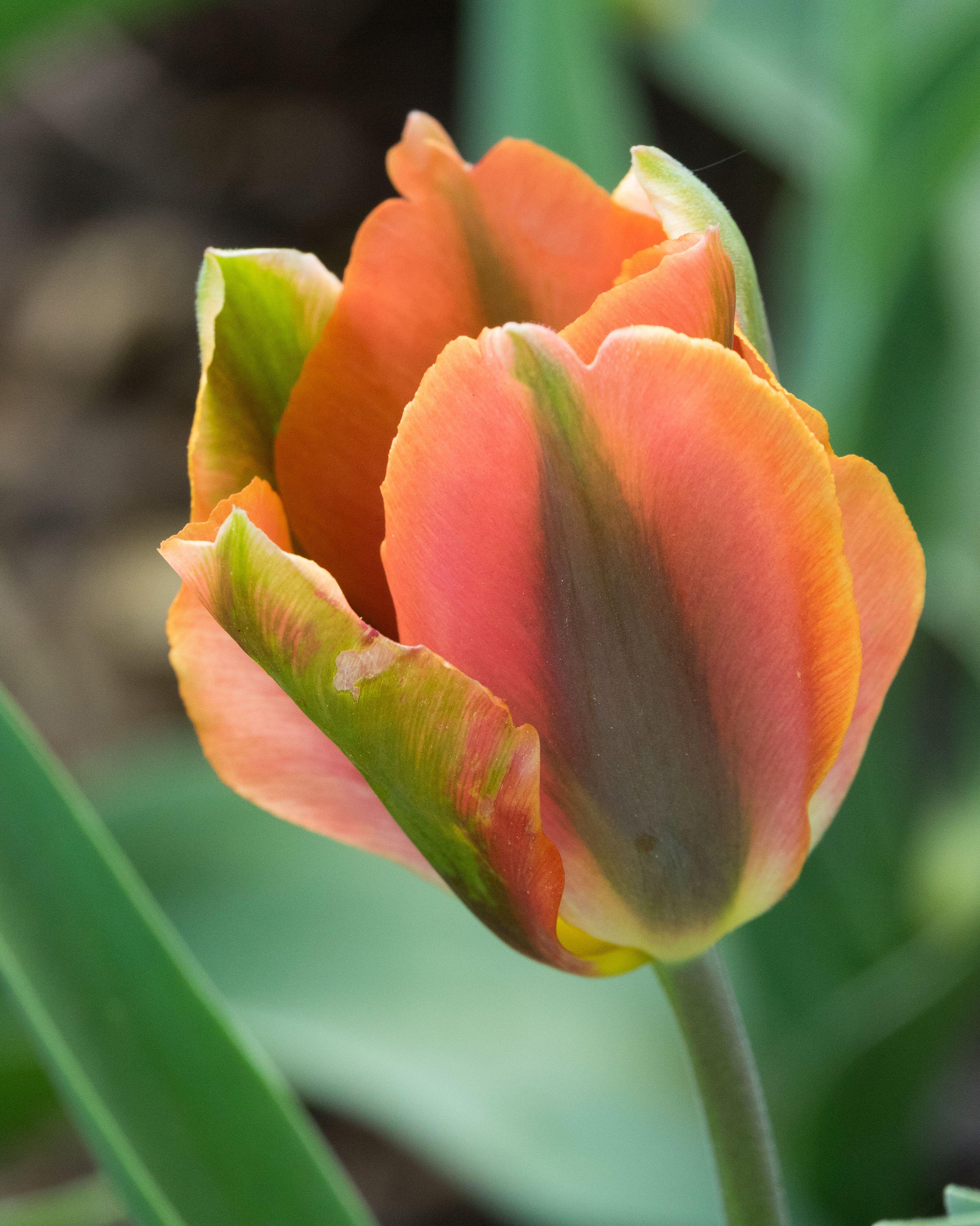 Tulip 'Artist' - Image 5