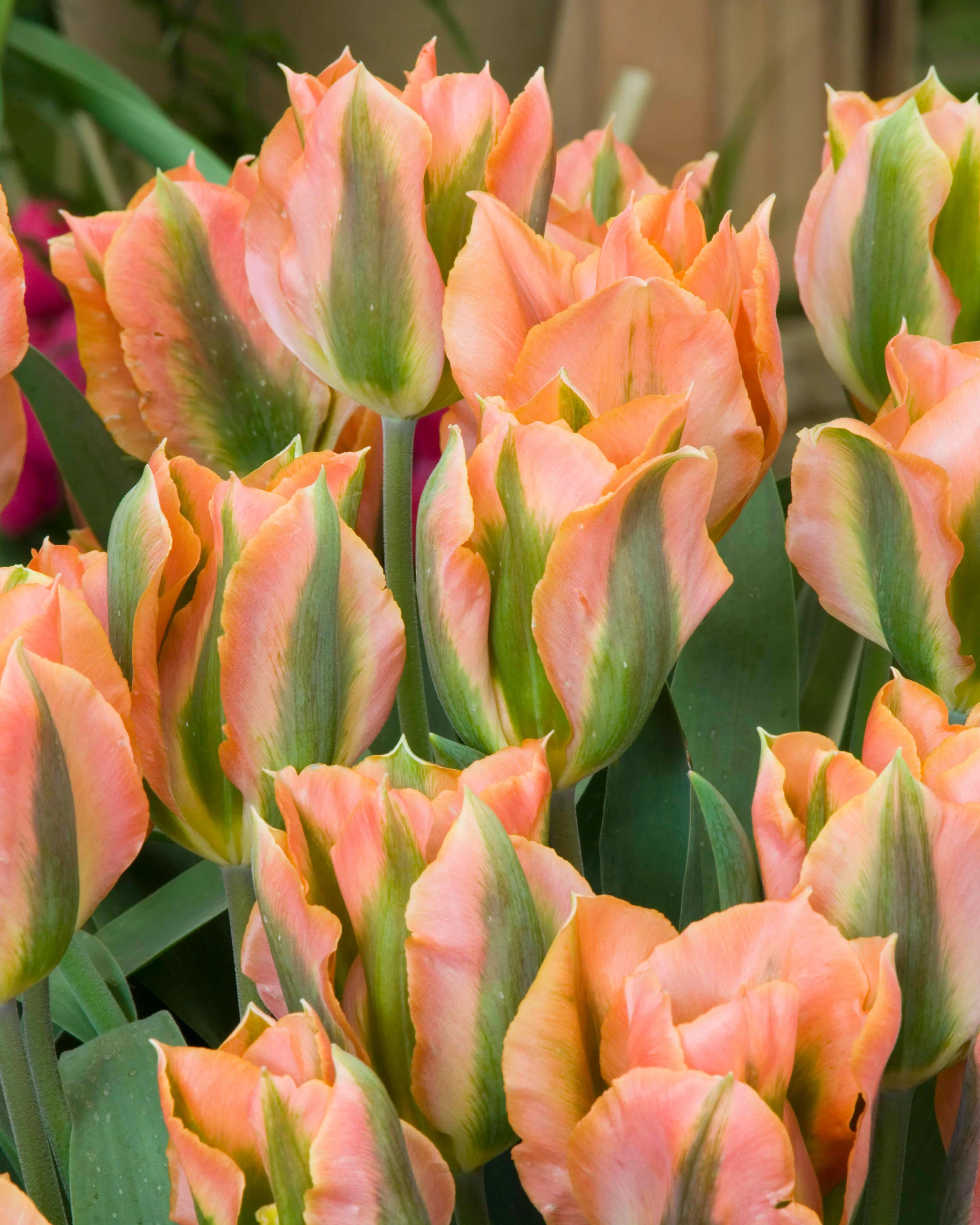 Tulip 'Artist' - Image 7