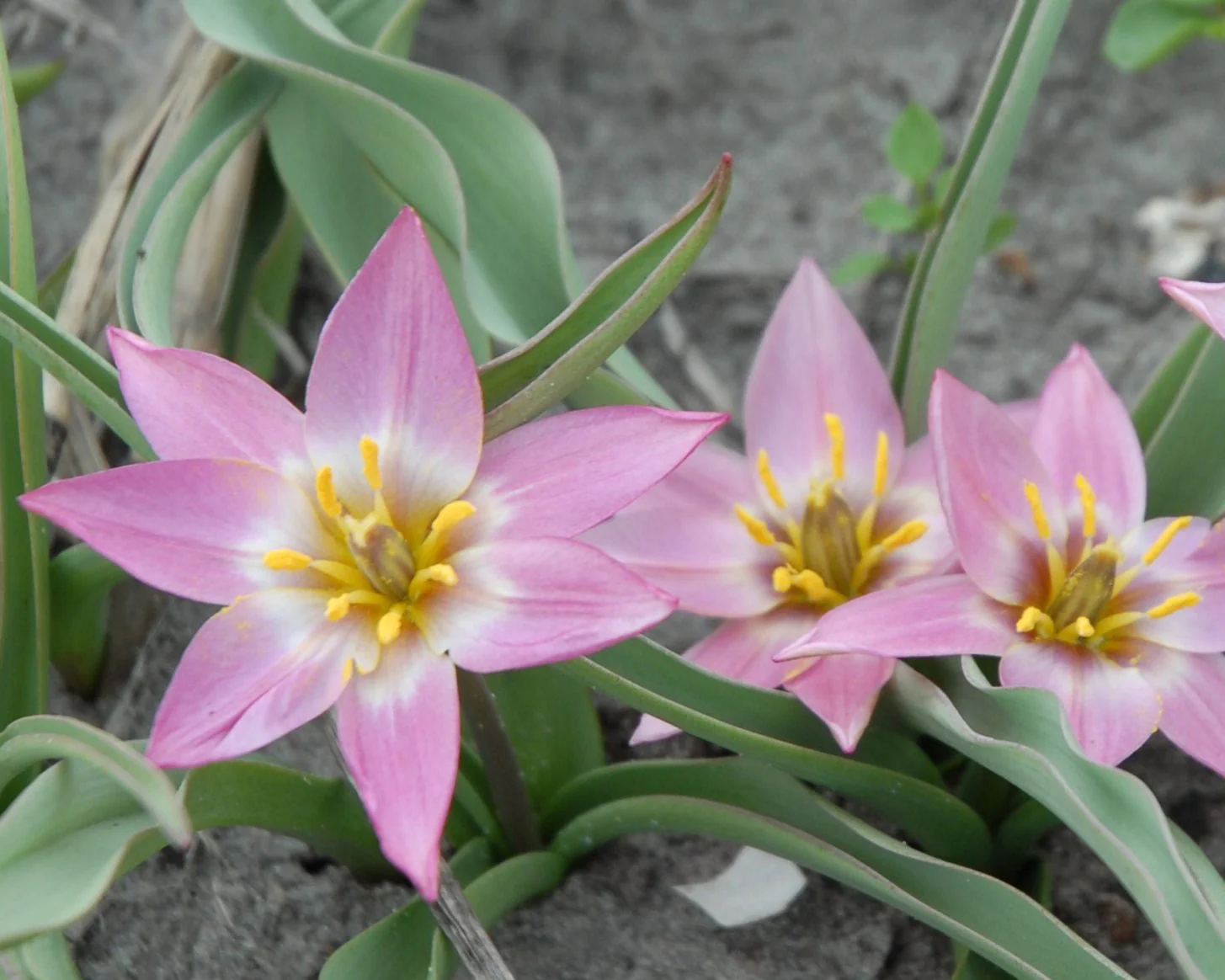 Tulip aucheriana - Image 2