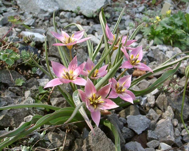Tulip aucheriana - Image 5