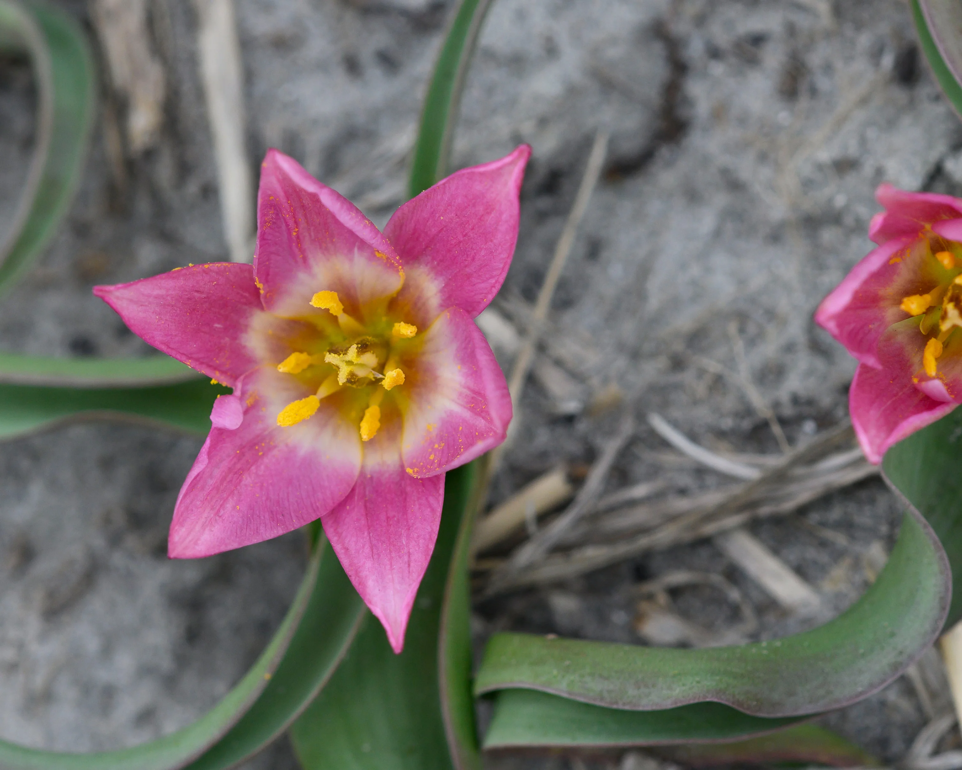 Tulip aucheriana - Image 6